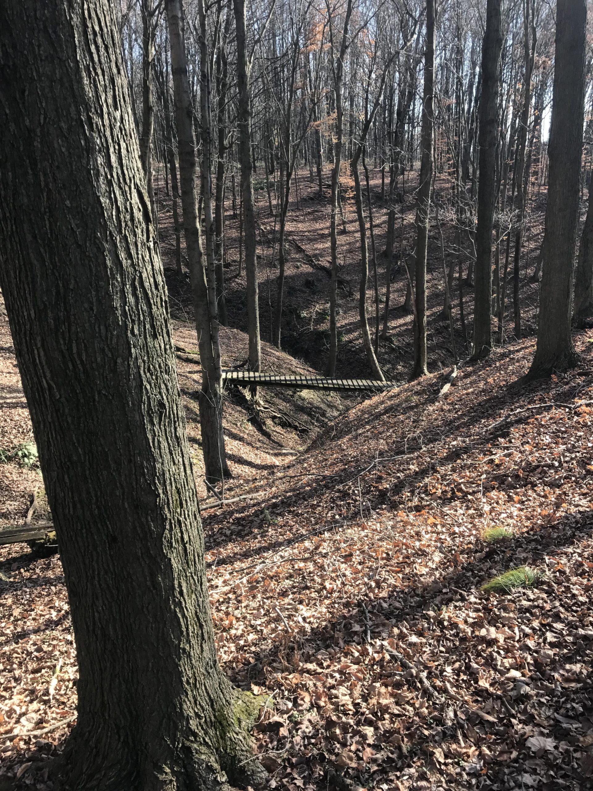 A serene woodland scene featuring tall, bare trees with a carpet of fallen leaves covering the ground. In the background, a small wooden bridge crosses a shallow ravine, surrounded by a mix of tree trunks and underbrush. The sunlight filters through the branches, creating dappled shadows on the forest floor. Vultures Knob mountain bike trail.