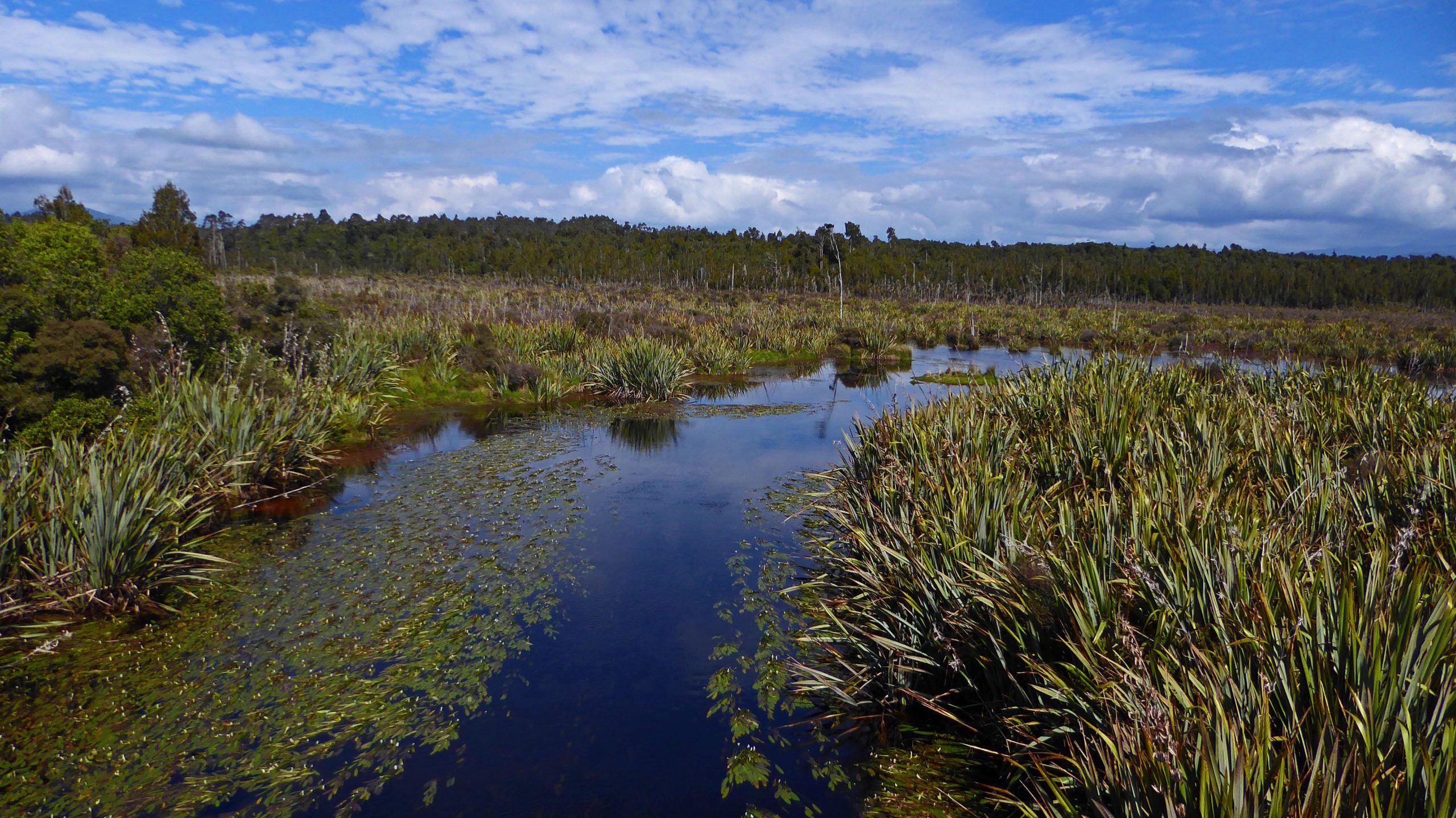 A serene wetland landscape featuring a tranquil waterway surrounded by lush greenery and tall grasses, under a bright blue sky with scattered clouds. The scene captures the natural beauty and diversity of a wetland environment, with reflections of the sky visible in the water. Mananui Tramline mountain bike trail.