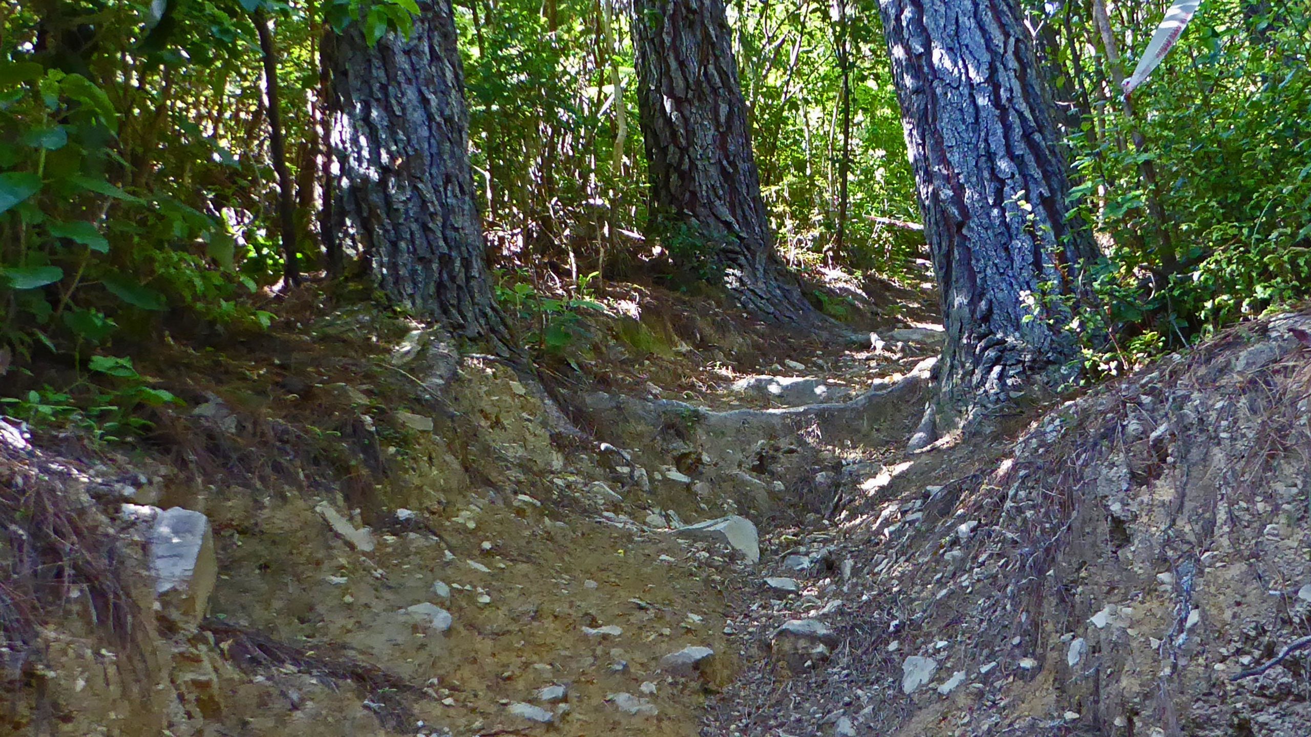 Alt text: Narrow path through a wooded area, flanked by tall trees and greenery, with rocky and uneven ground. 629 Trail mountain bike trail.