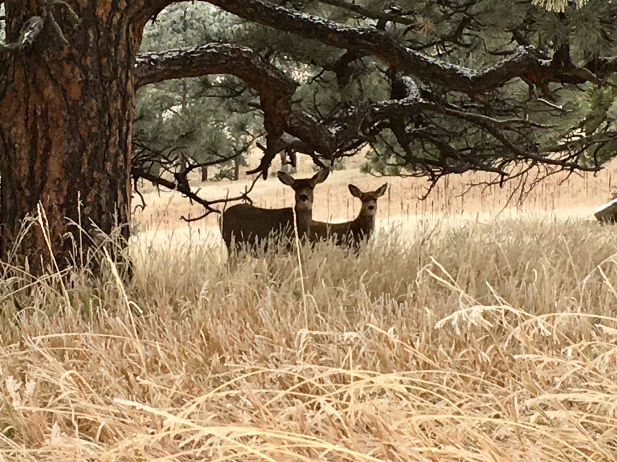 Two deer standing in tall grass under a large tree, surrounded by a natural landscape. The scene is tranquil, with the deer partially hidden among the grass and tree branches. Betasso Preserve mountain bike trail.