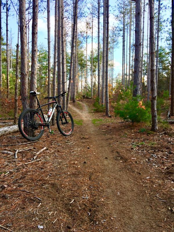 A mountain bike leaning against a tree along a dirt trail surrounded by tall pine trees in a forest. The scene shows a clear blue sky and a path winding through the trees, with scattered pine needles and small plants lining the trail. Riley Trails mountain bike trail.