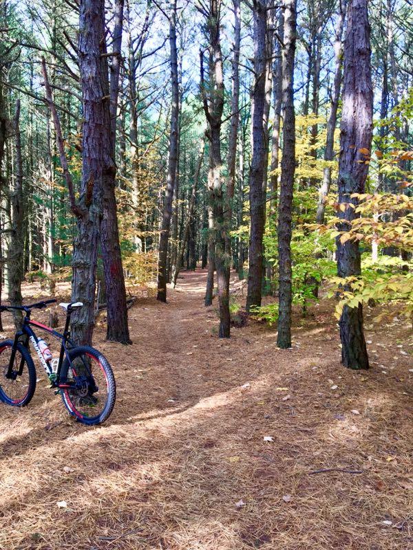 A narrow dirt path winding through a dense forest of tall pine trees, with a mountain bike leaning against a tree on the left. The ground is covered in brown pine needles, and patches of sunlight filter through the branches, illuminating spots in the greenery. Autumn leaves in various shades of yellow and green are visible among the trees. Riley Trails mountain bike trail.
