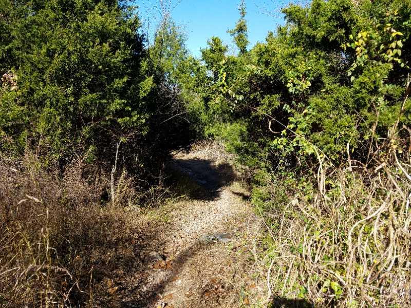 A narrow dirt path winding through dense greenery, with tall grass and bushes on either side, under a clear blue sky. Sac River Trail mountain bike trail.