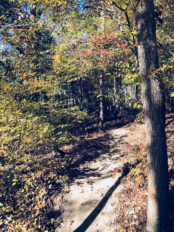 A winding dirt trail surrounded by trees, featuring autumn foliage with shades of yellow, orange, and red, under a clear blue sky. Bringle Lake MTB Trail mountain bike trail.