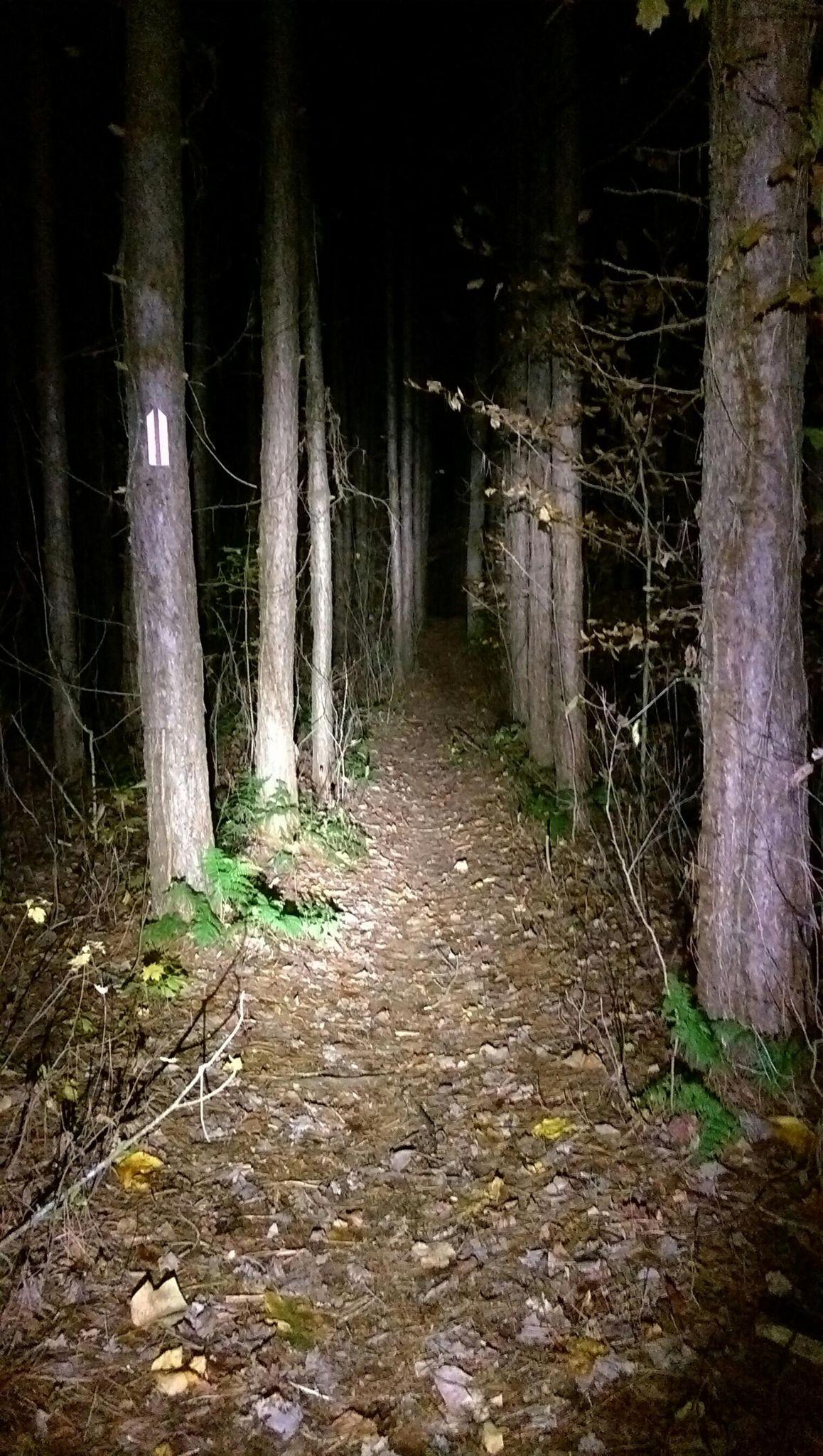 A narrow dirt path winding through a dark forest, illuminated by a flashlight. Tall trees line both sides of the path, and the ground is covered with fallen leaves. A white trail marker can be seen on one of the trees. Great Bear mountain bike trail.