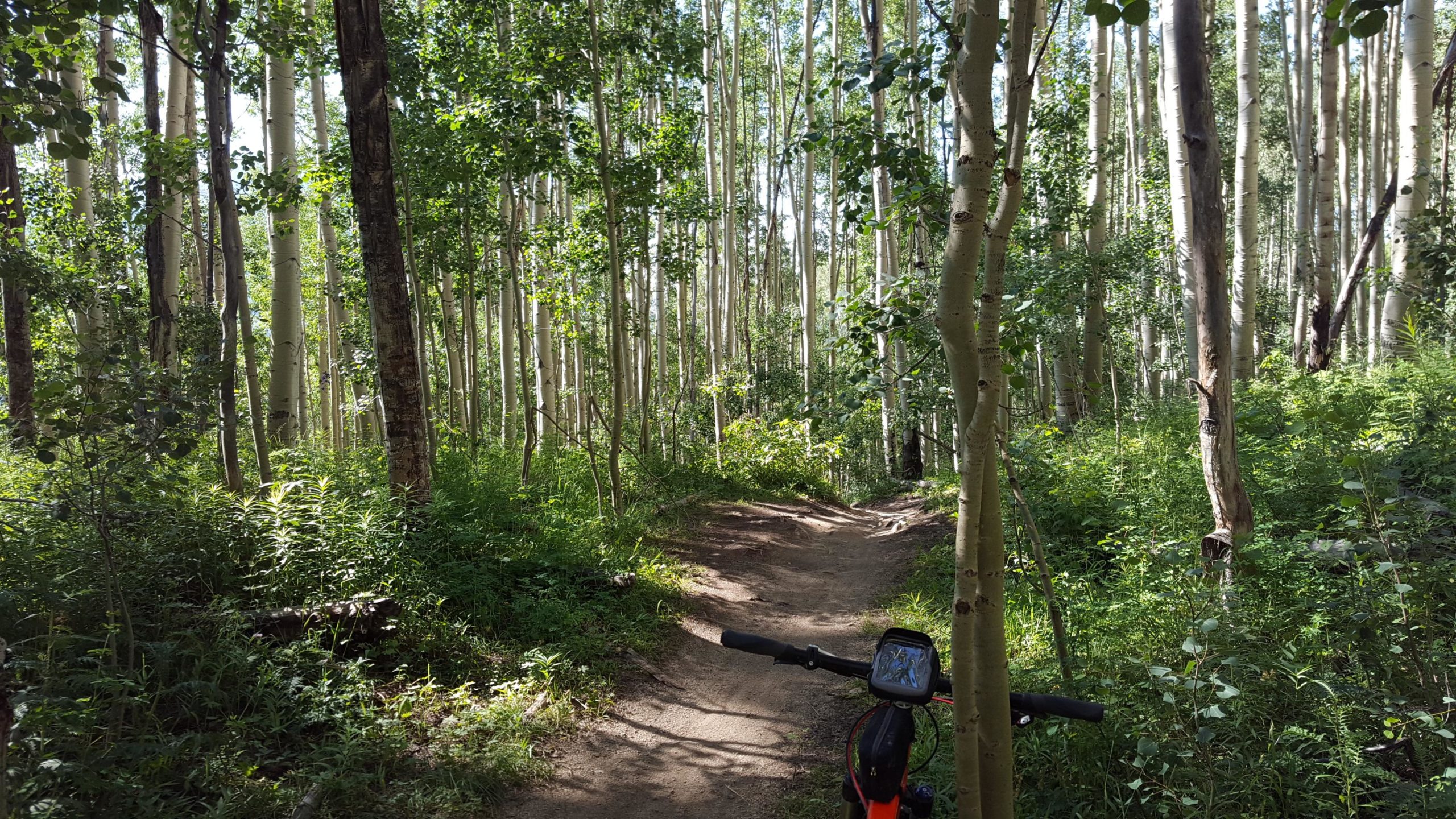 A winding dirt trail through a lush forest of tall trees, primarily aspen, with green underbrush. A mountain bike is partially visible in the foreground, positioned on the trail. Sunlight filters through the leaves, creating dappled light on the ground. The scene captures a serene outdoor setting ideal for biking or hiking. Snodgrass mountain bike trail.