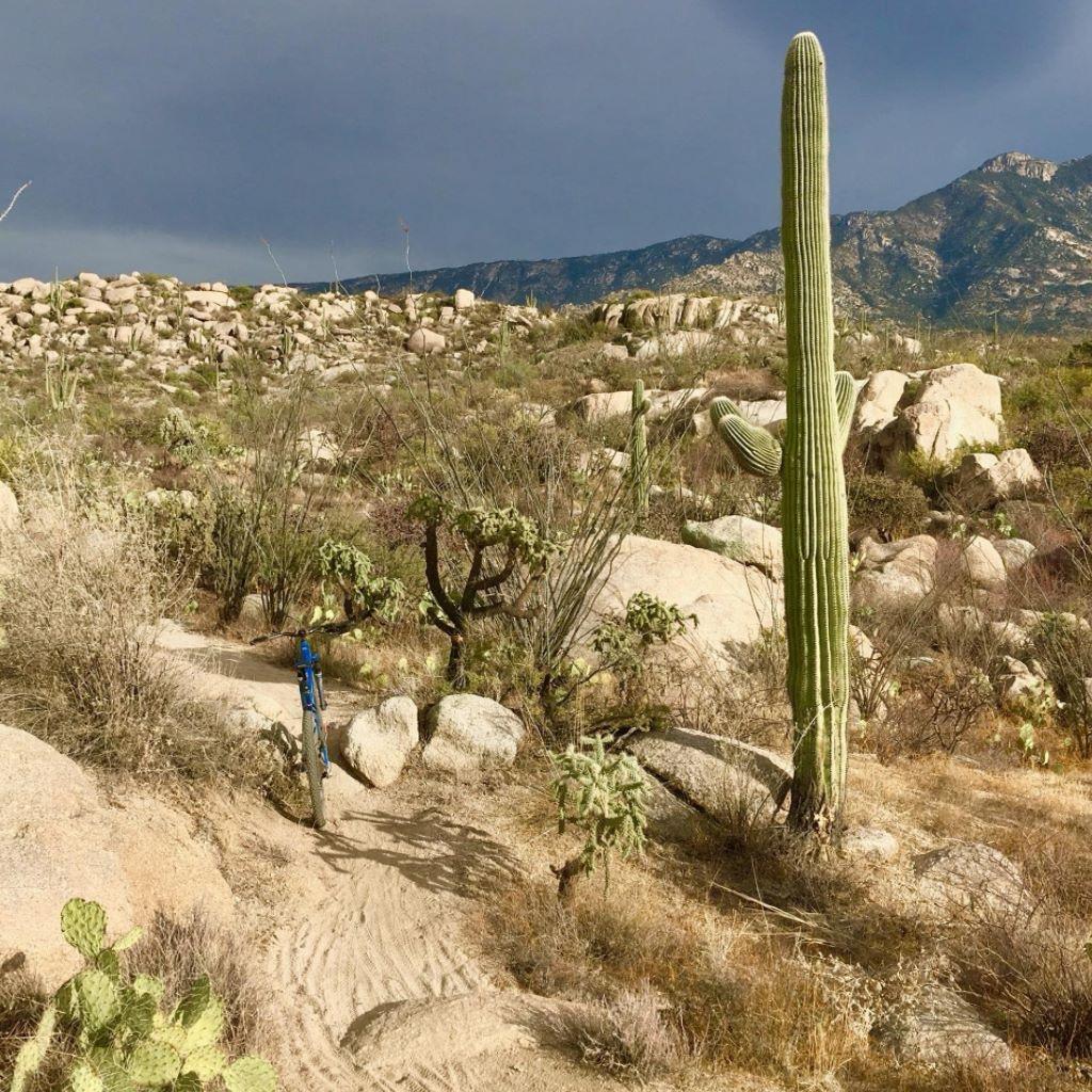 A scenic view of a desert landscape featuring a tall saguaro cactus on the right, surrounded by rocky terrain and various smaller plants. A dirt path winds through the scene, leading towards distant mountains under a cloudy sky. 50-year Trail / Golder Ranch mountain bike trail.