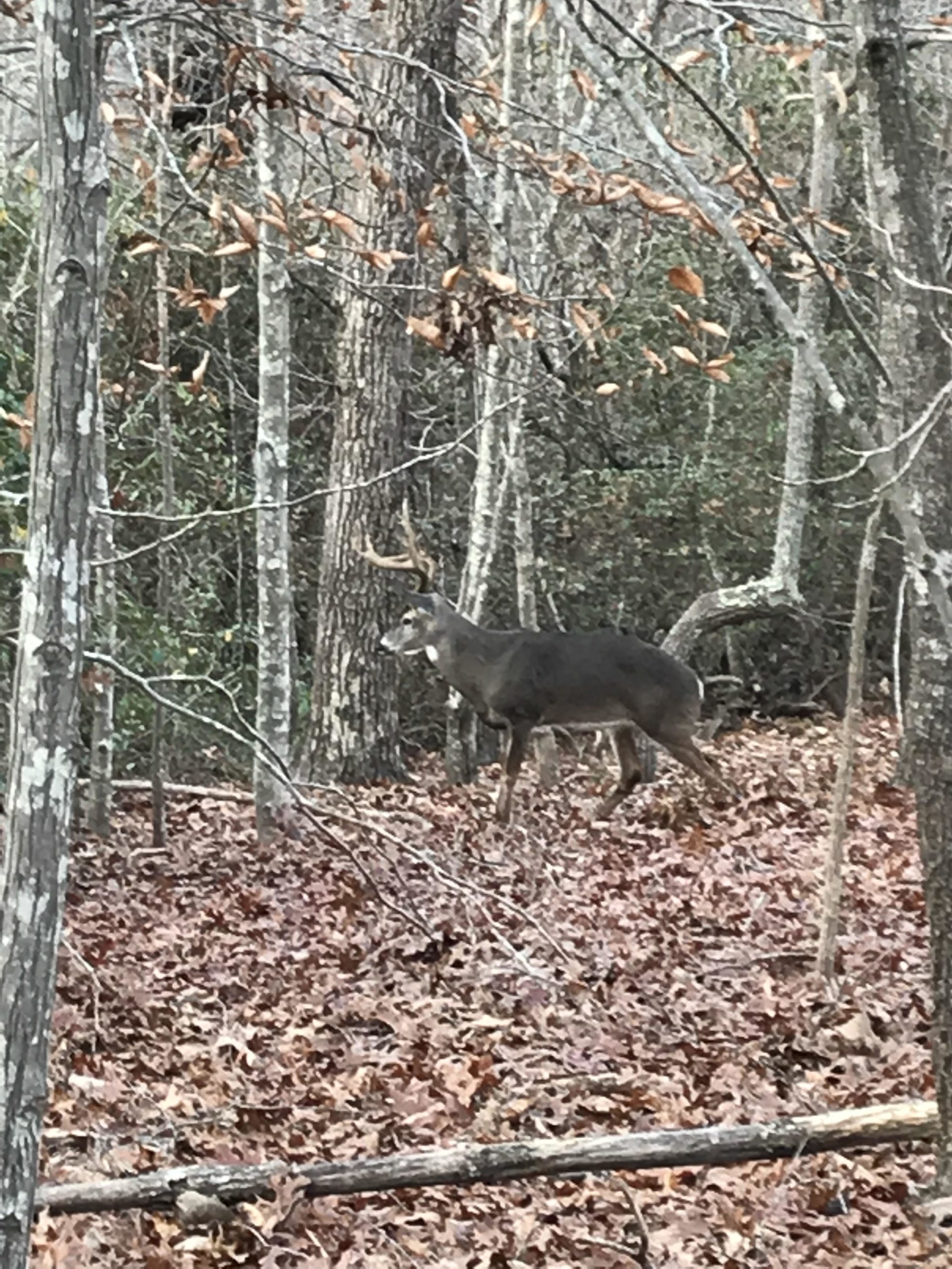 A deer with antlers standing among trees and fallen leaves in a forested area. Chicopee Woods mountain bike trail.