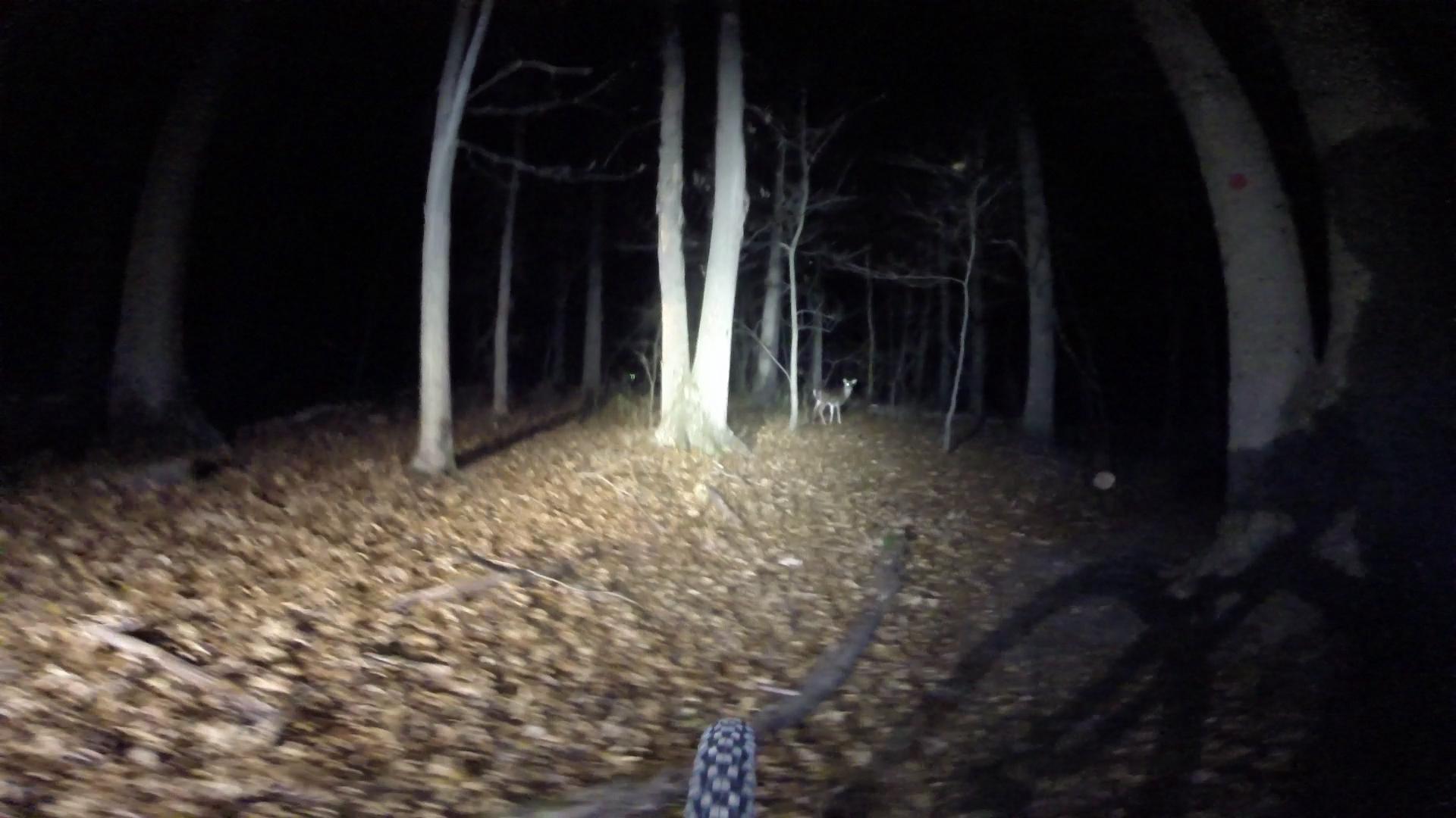 A dimly lit forest scene at night, with a bike tire in the foreground and a deer visible among the trees in the background. The ground is covered in fallen leaves, and tall trees with dark branches create an eerie atmosphere. A bright light source is illuminating the area directly in front of the bike. Richmond Avenue and Forest Hill road mountain bike trail.
