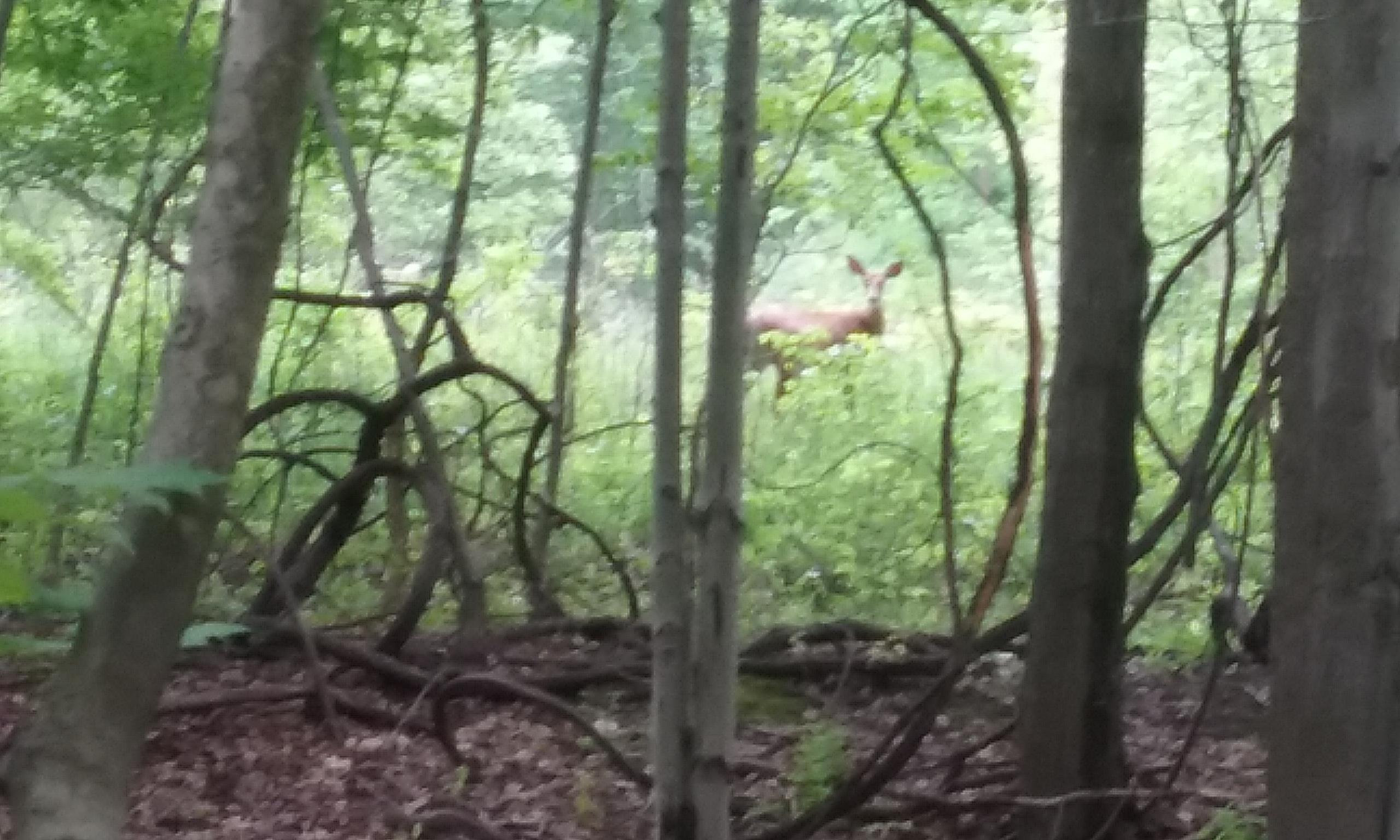 A deer standing in a lush green forest, partially obscured by trees and foliage, with soft sunlight filtering through the leaves. Royalview mountain bike trail.