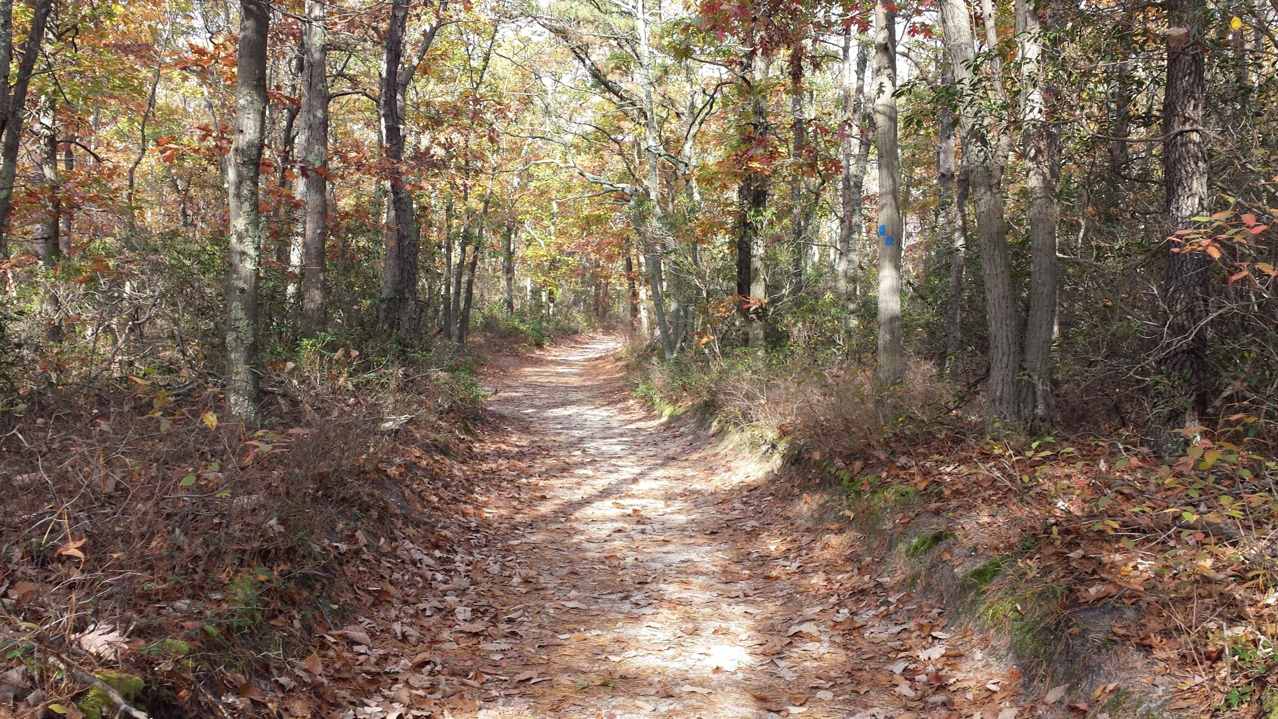 A winding dirt trail through a wooded area, lined with trees displaying autumn foliage in shades of orange and yellow. The path is covered with fallen leaves, creating a serene and inviting atmosphere for hiking or walking. Bright sunlight filters through the branches, illuminating the trail ahead. Allaire State Park mountain bike trail.