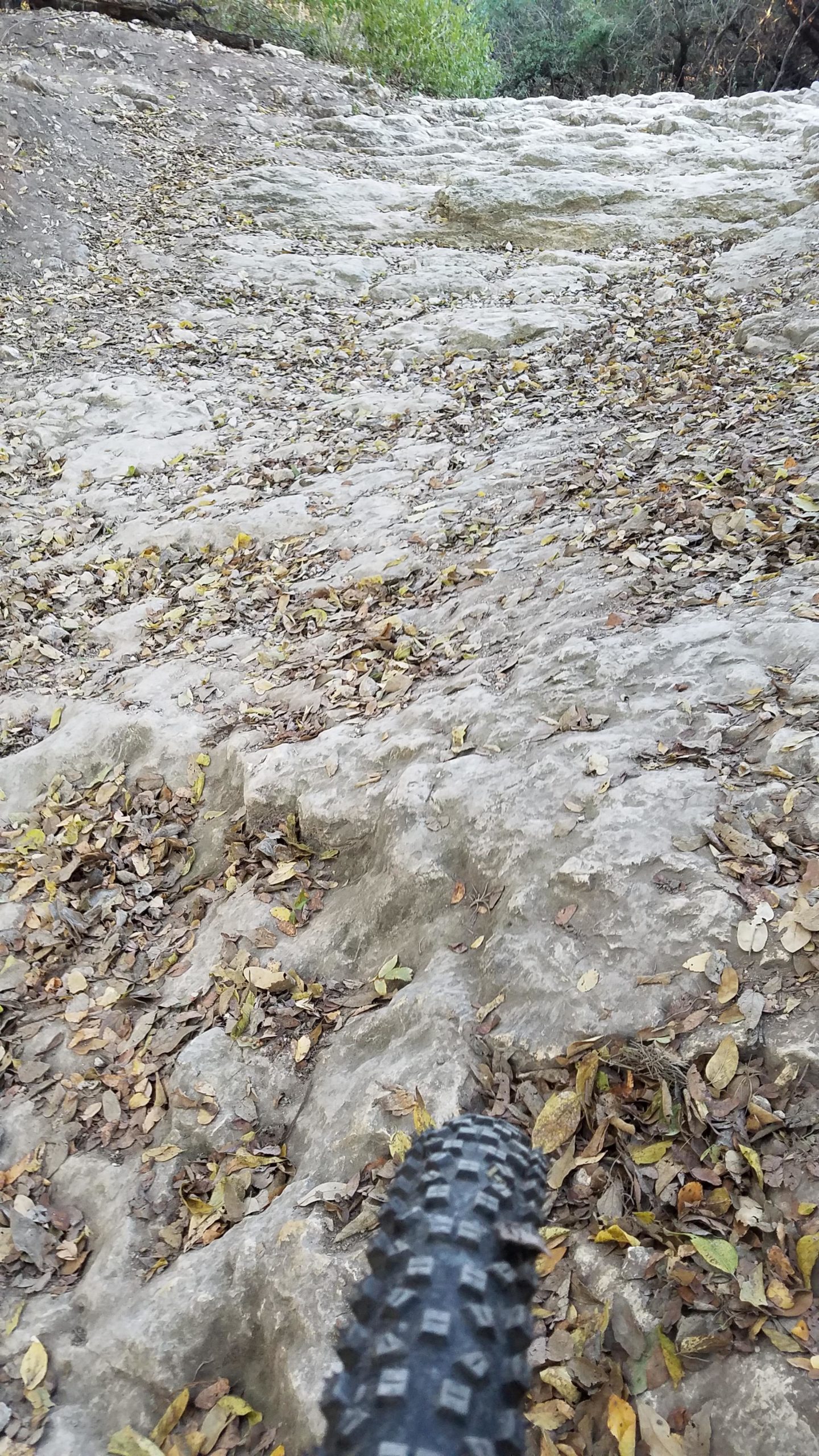 A close-up view of a rocky trail covered with fallen leaves, showcasing a mountain bike tire in the foreground. The uneven surface is marked by grooves and textures that indicate a rugged terrain suitable for biking or hiking. McAllister Park mountain bike trail.