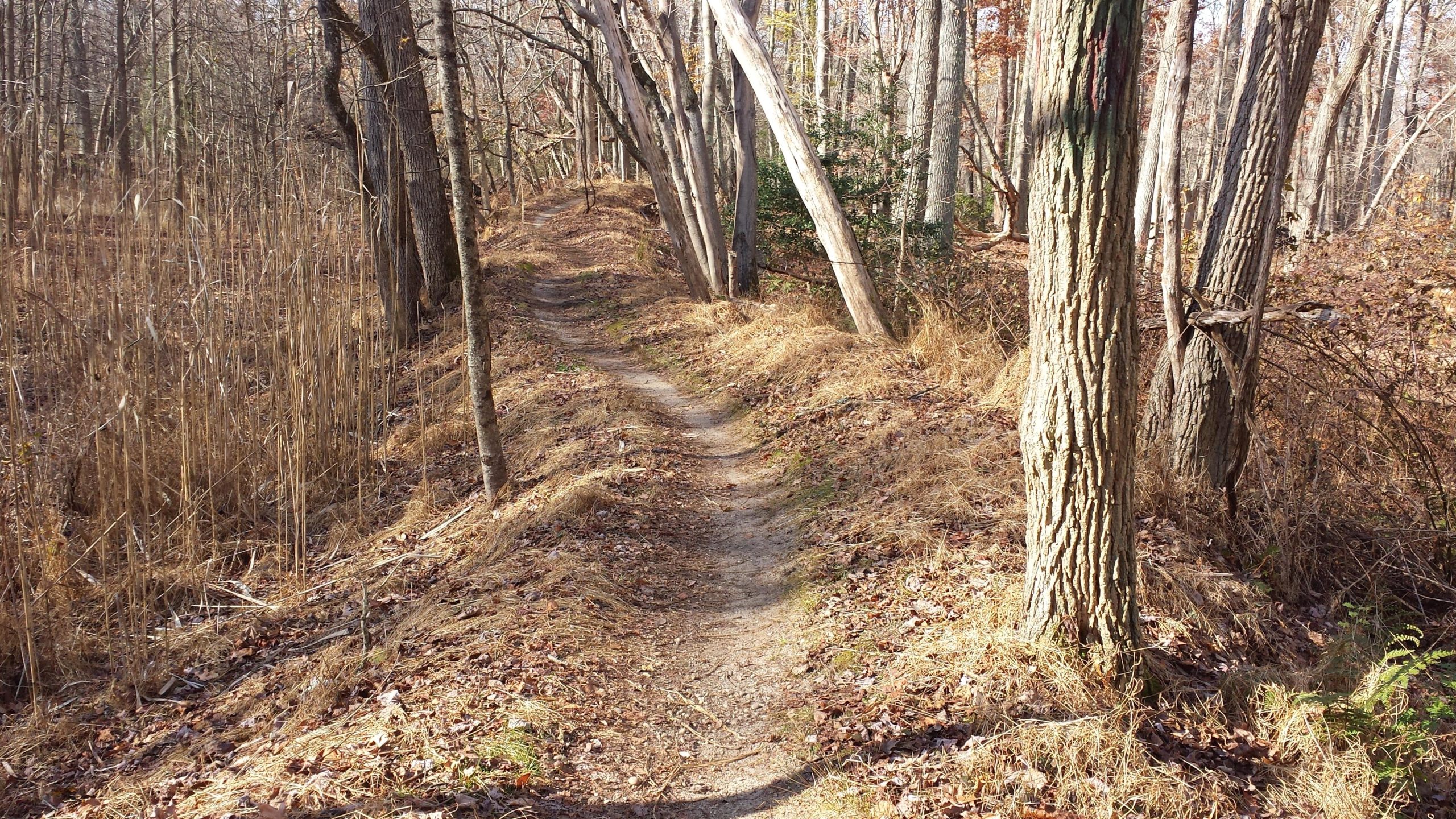 A narrow dirt path winding through a forest with leafless trees and dry grasses. The path is flanked by tall grass and surrounded by a mix of trees, creating a serene outdoor setting. Sunlight filters through the branches, casting soft shadows on the ground. Allaire State Park mountain bike trail.