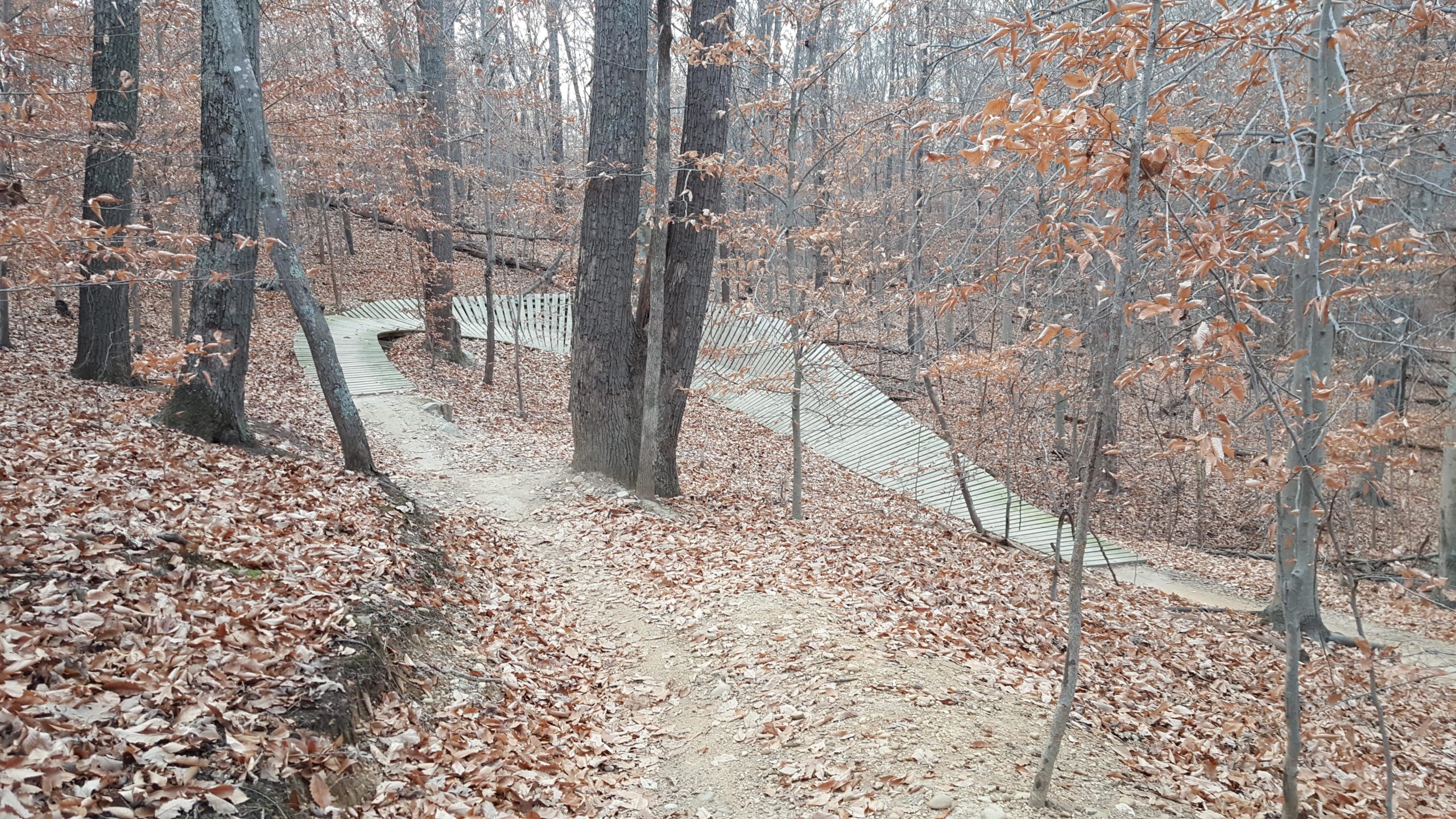 A winding wooden path through a wooded area covered in fallen leaves. The trees are bare, indicating it is likely autumn or early winter. The terrain is slightly uneven, showing a blend of dirt and scattered leaves. Meadowood mountain bike trail.