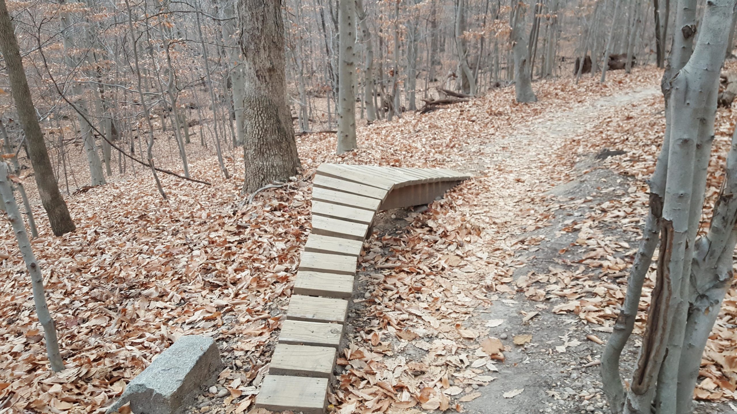A winding wooden bridge curves over a path covered with fallen leaves in a tranquil forest setting, surrounded by trees with sparse foliage. Meadowood mountain bike trail.