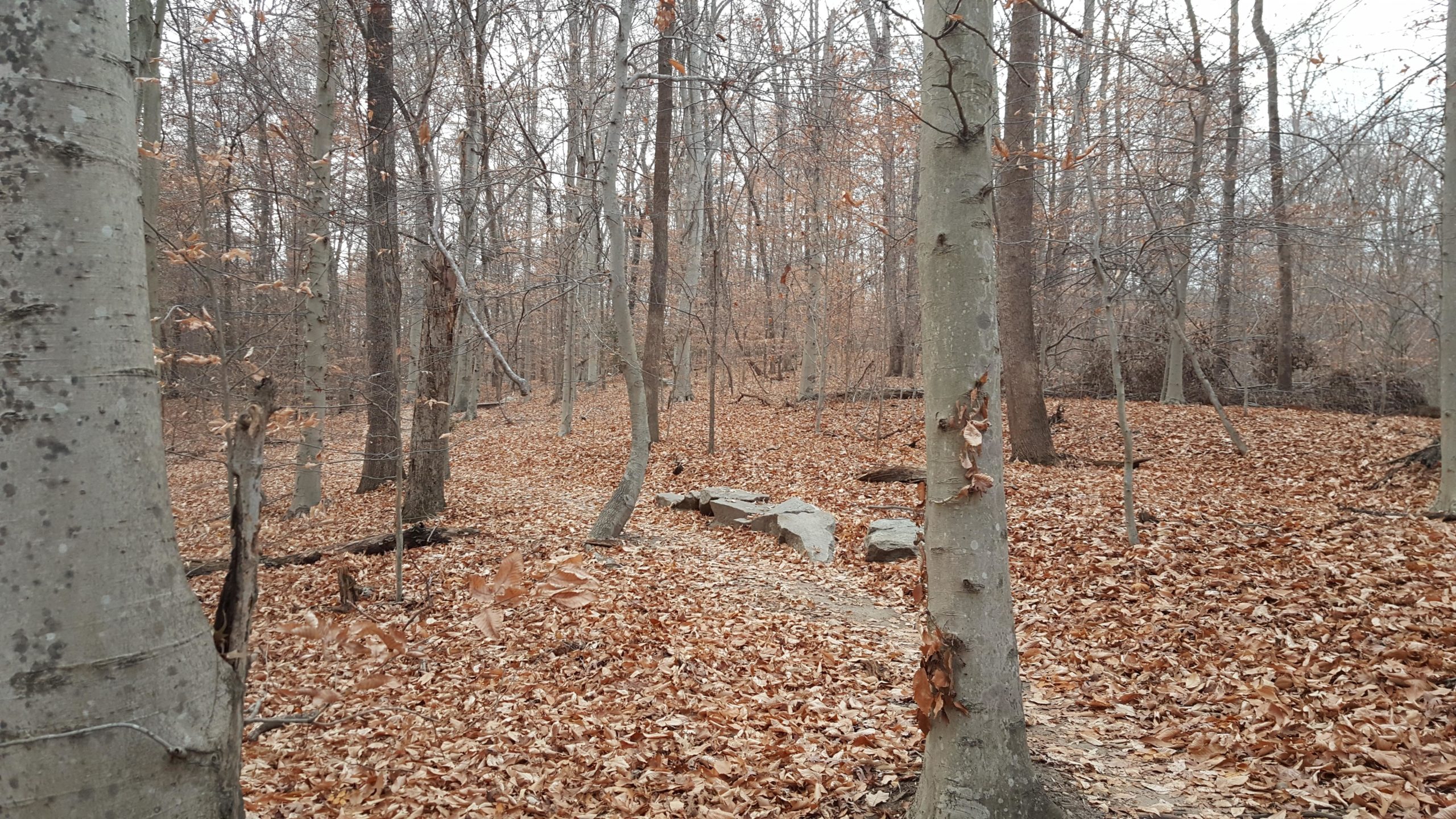 A serene forest scene in late autumn, featuring tall, bare trees with sparse leaves and a ground cover of brown, fallen leaves. A stone pathway is visible meandering through the wooded area, surrounded by a tranquil, natural setting. Meadowood mountain bike trail.