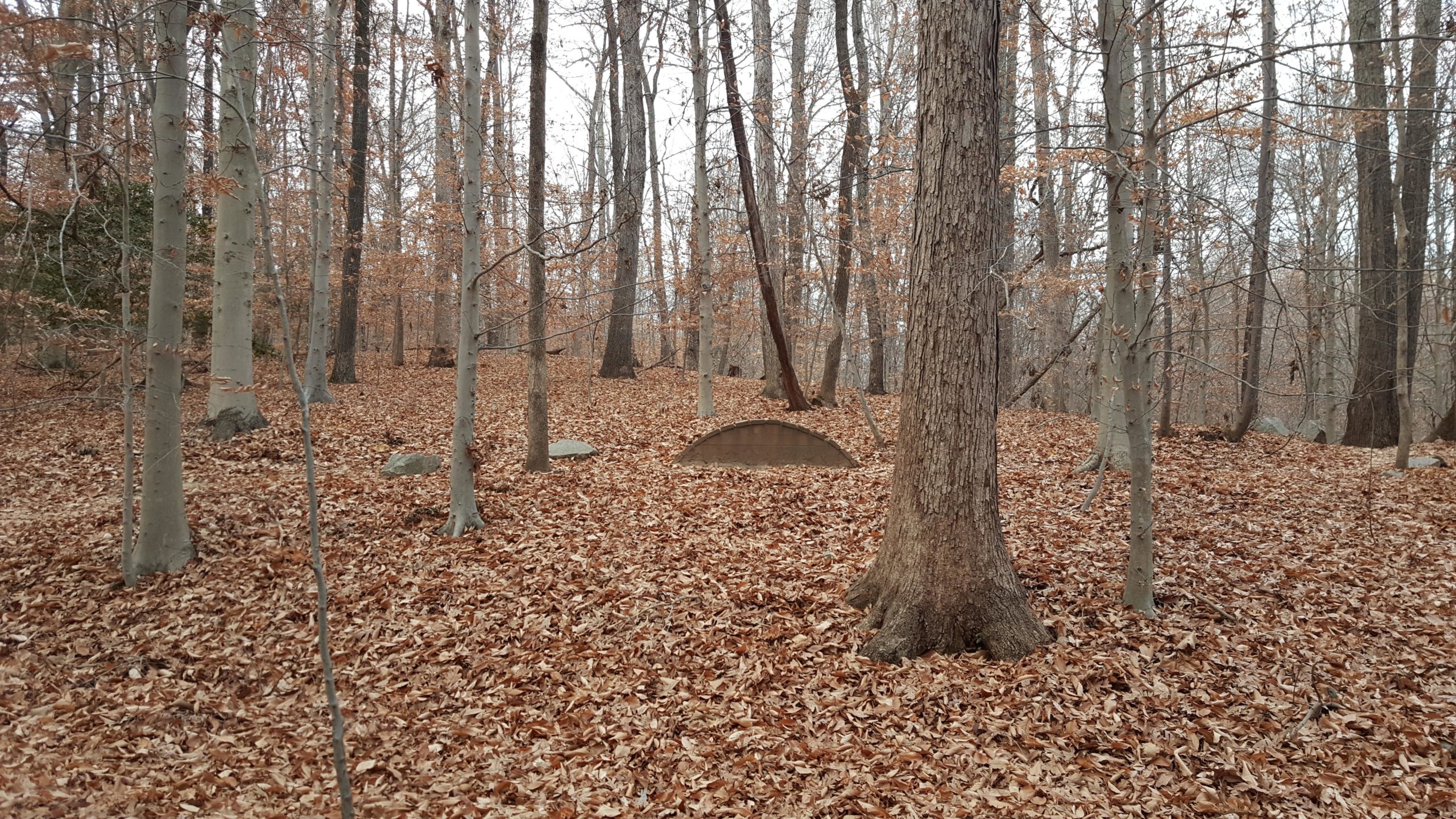A serene forest scene featuring tall, bare trees with brown, dried leaves covering the ground. In the center, there is a curved, stone-like structure partially obscured by leaves. The atmosphere is calm and slightly overcast, typical of late fall or early winter. Meadowood mountain bike trail.