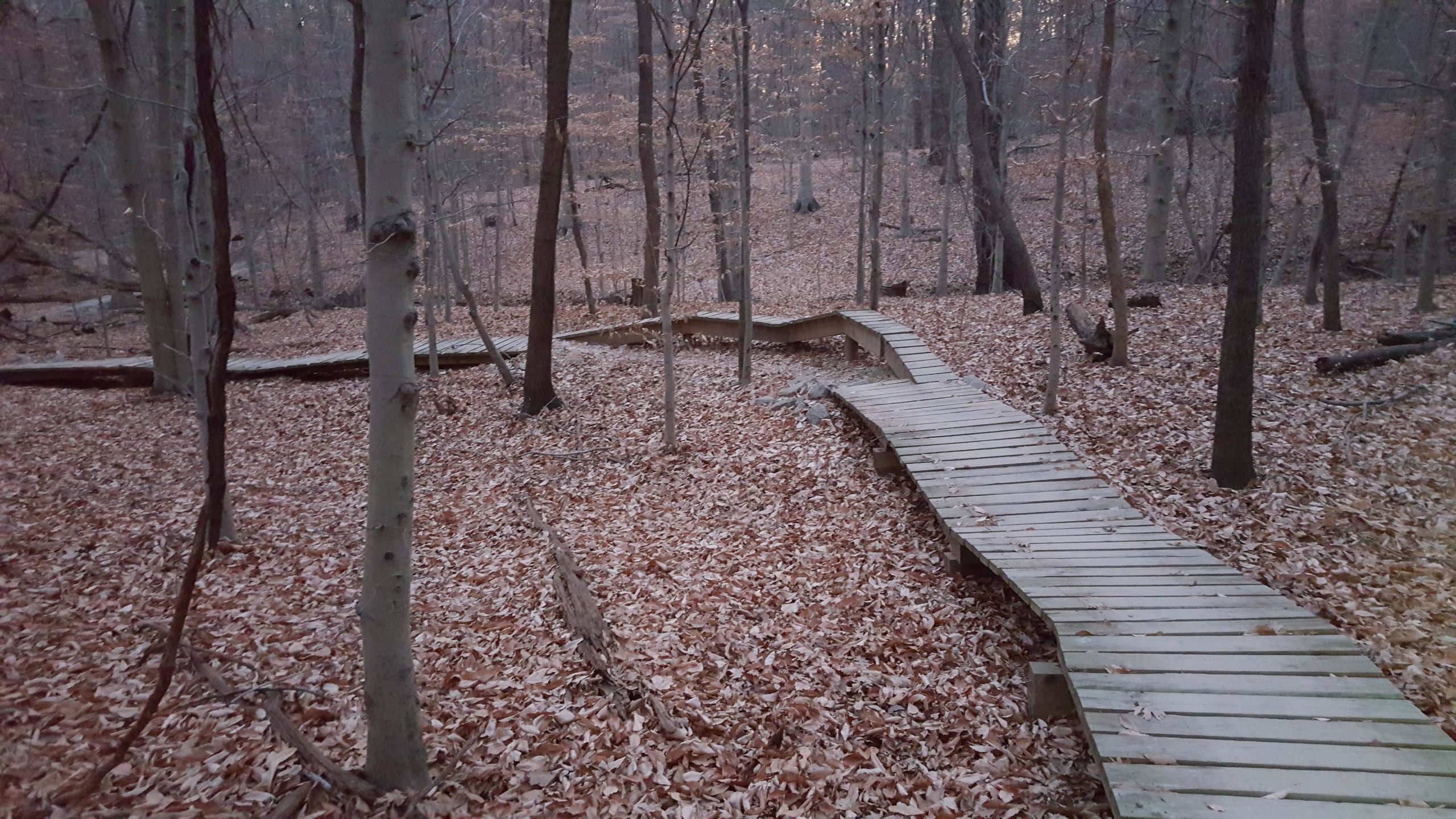 A winding wooden boardwalk leads through a forest covered in fallen leaves, with bare trees in the background. The scene is set in a tranquil, autumnal atmosphere, with soft, muted lighting creating a peaceful ambiance. Meadowood mountain bike trail.