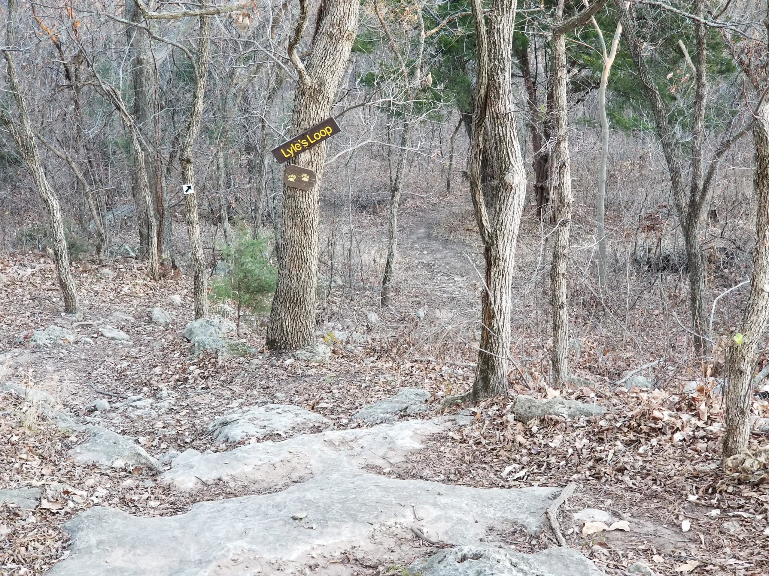 A forest path featuring a tree with a sign marking "Lyke's Loop." The trail is surrounded by bare branches, rocks, and fallen leaves, leading into the woods. Camp Horizon mountain bike trail.