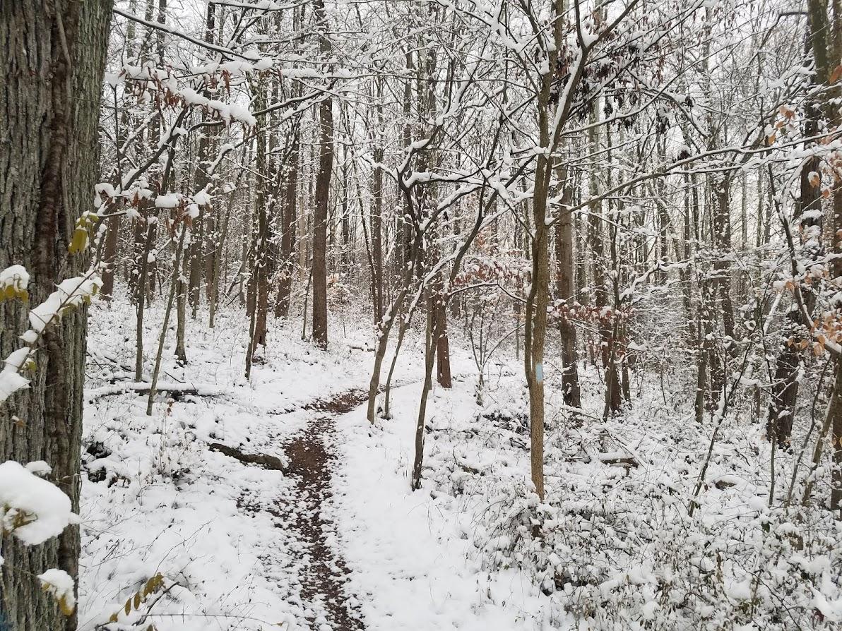 A snow-covered forest scene with a winding dirt path surrounded by trees. The ground is blanketed in fresh snow, and branches are dusted with snowflakes. The atmosphere is serene and tranquil, with soft lighting filtering through the snowy landscape. Black Hill Regional Park mountain bike trail.
