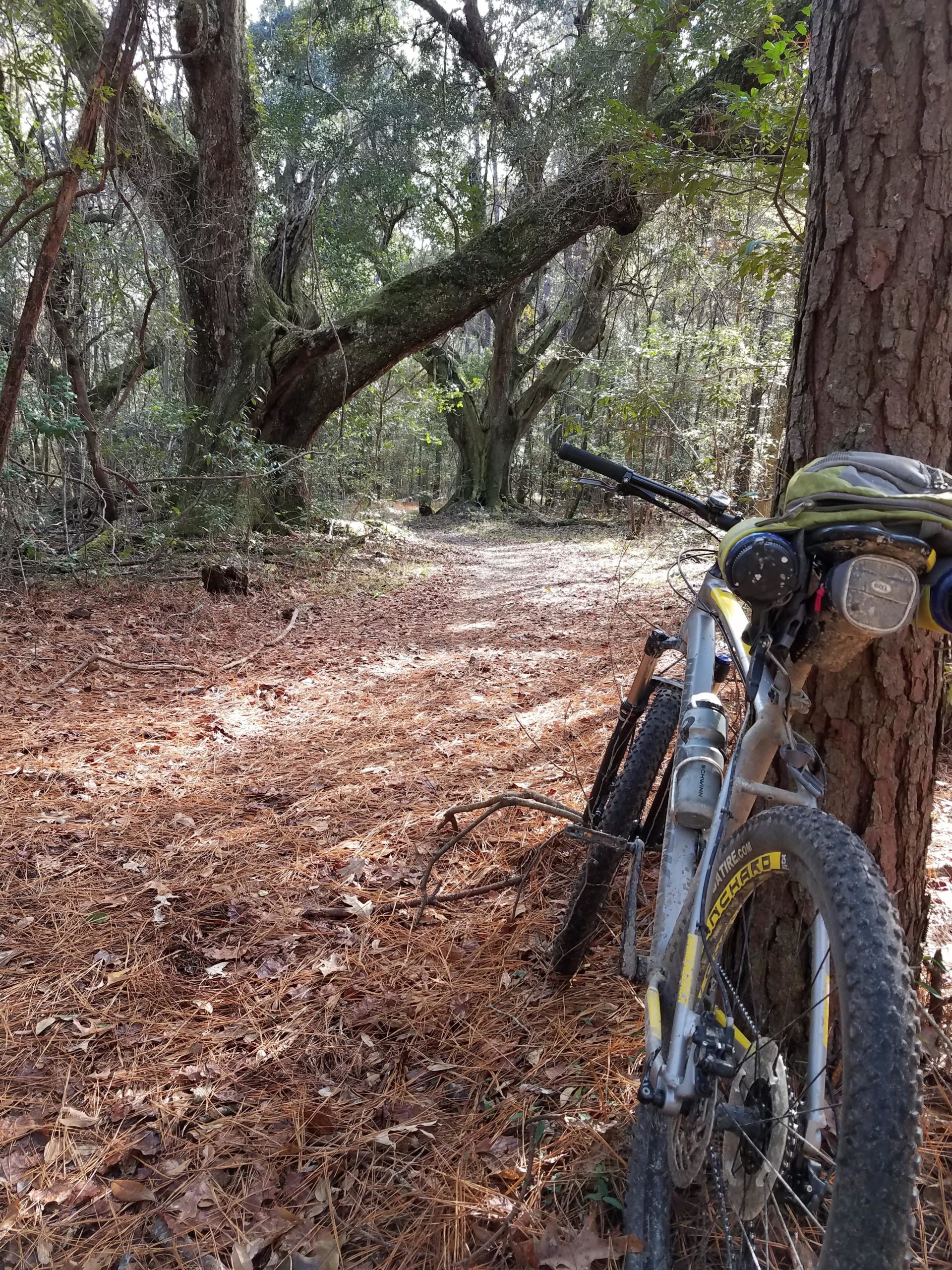 A mountain bike leaning against a tree on a wooded trail covered with pine needles, showcasing a lush forest with large trees in the background and dappled sunlight filtering through the leaves. Jericho horse mountain bike trail.