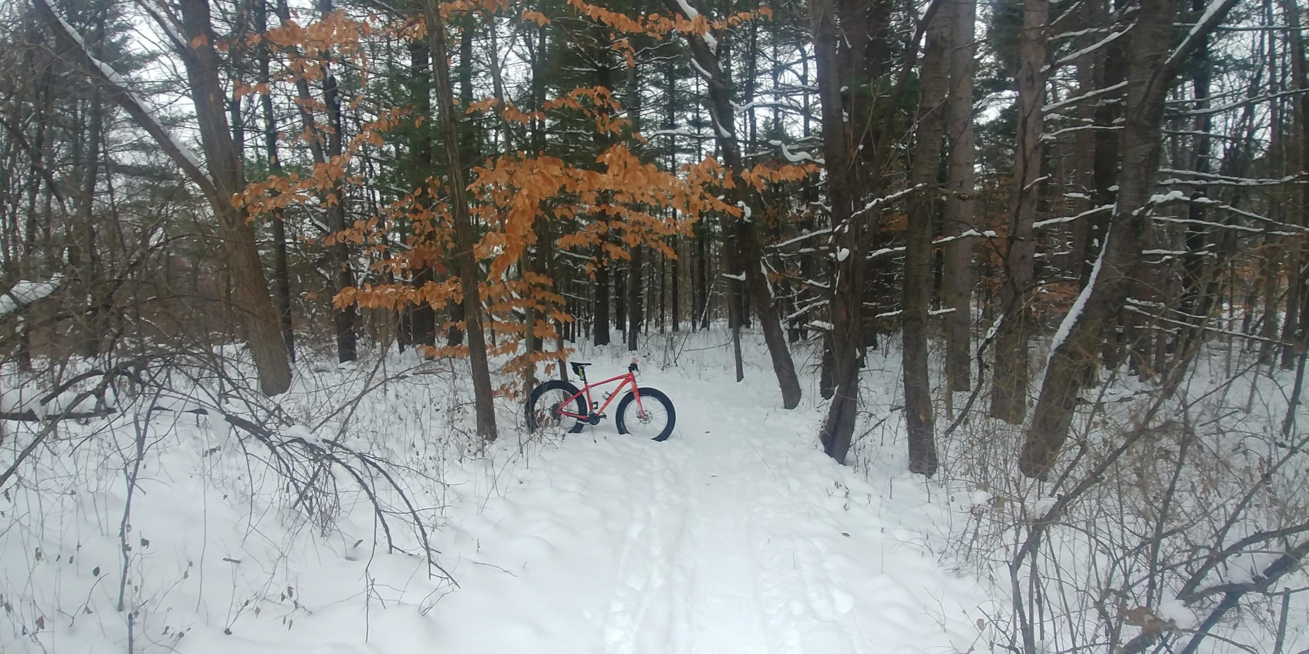 A red fat bike leaning against a tree in a snowy forest, with scattered yellow leaves on the trees and a snowy path visible through the woods. Maybury mountain bike trail.