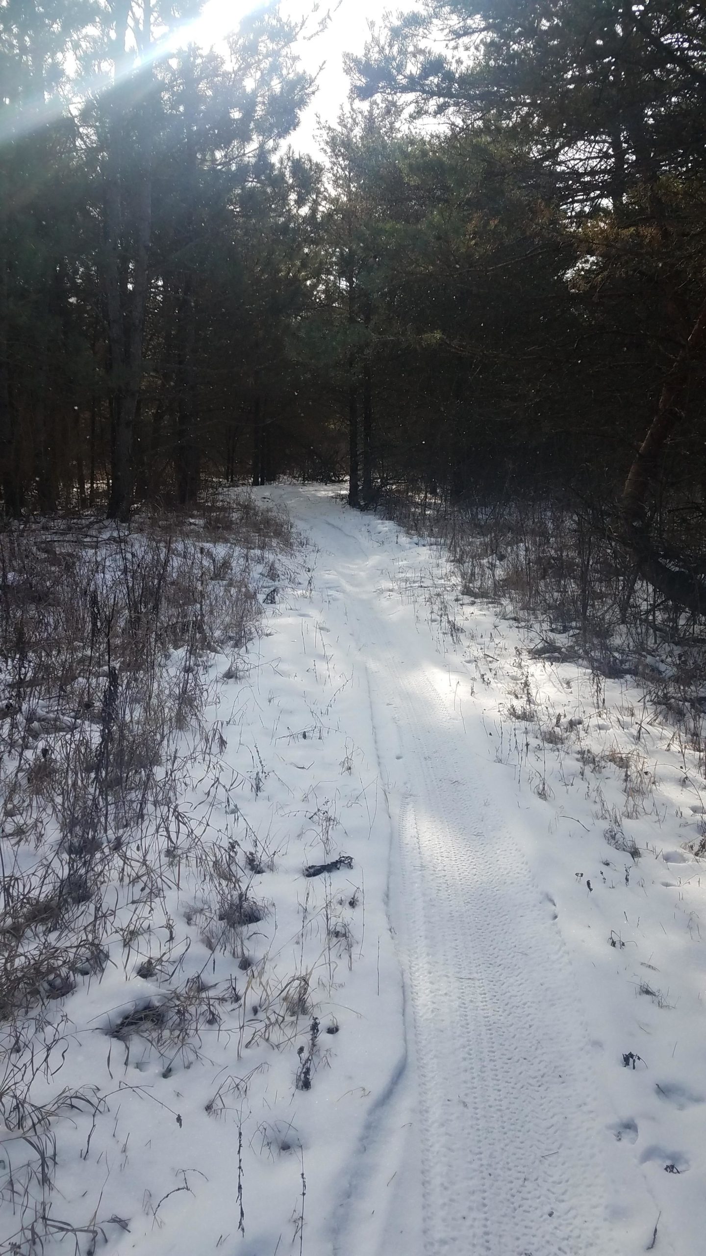 A snow-covered path winding through a forest, surrounded by trees with patches of grass visible along the edges. Sunlight filters through the branches, creating a serene winter atmosphere. Bertram Chain of Lakes Trail mountain bike trail.