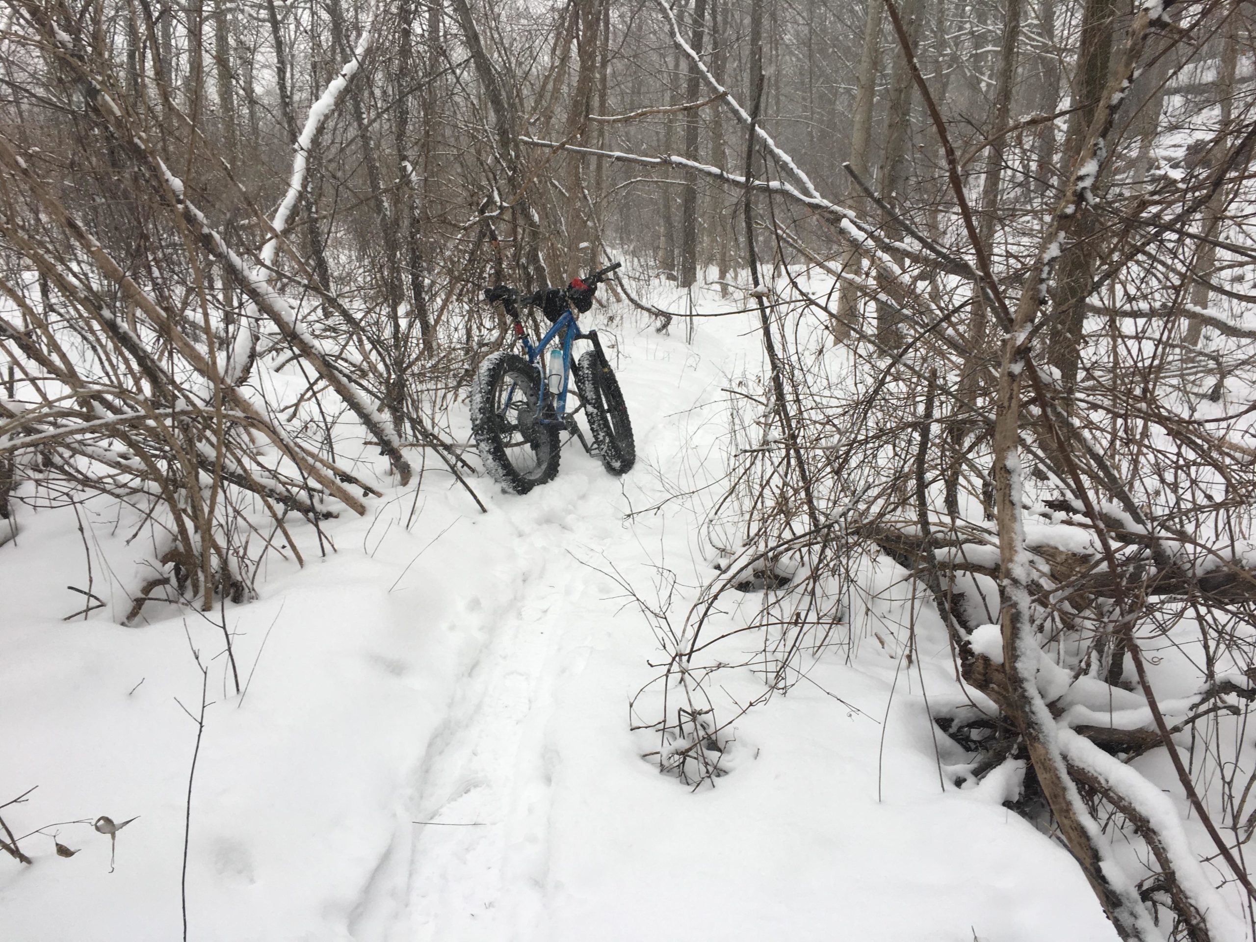 A fat-tire bike leaning against a snow-covered tree in a winter forest, surrounded by branches and a snowy trail leading into the woods. Western University trails mountain bike trail.