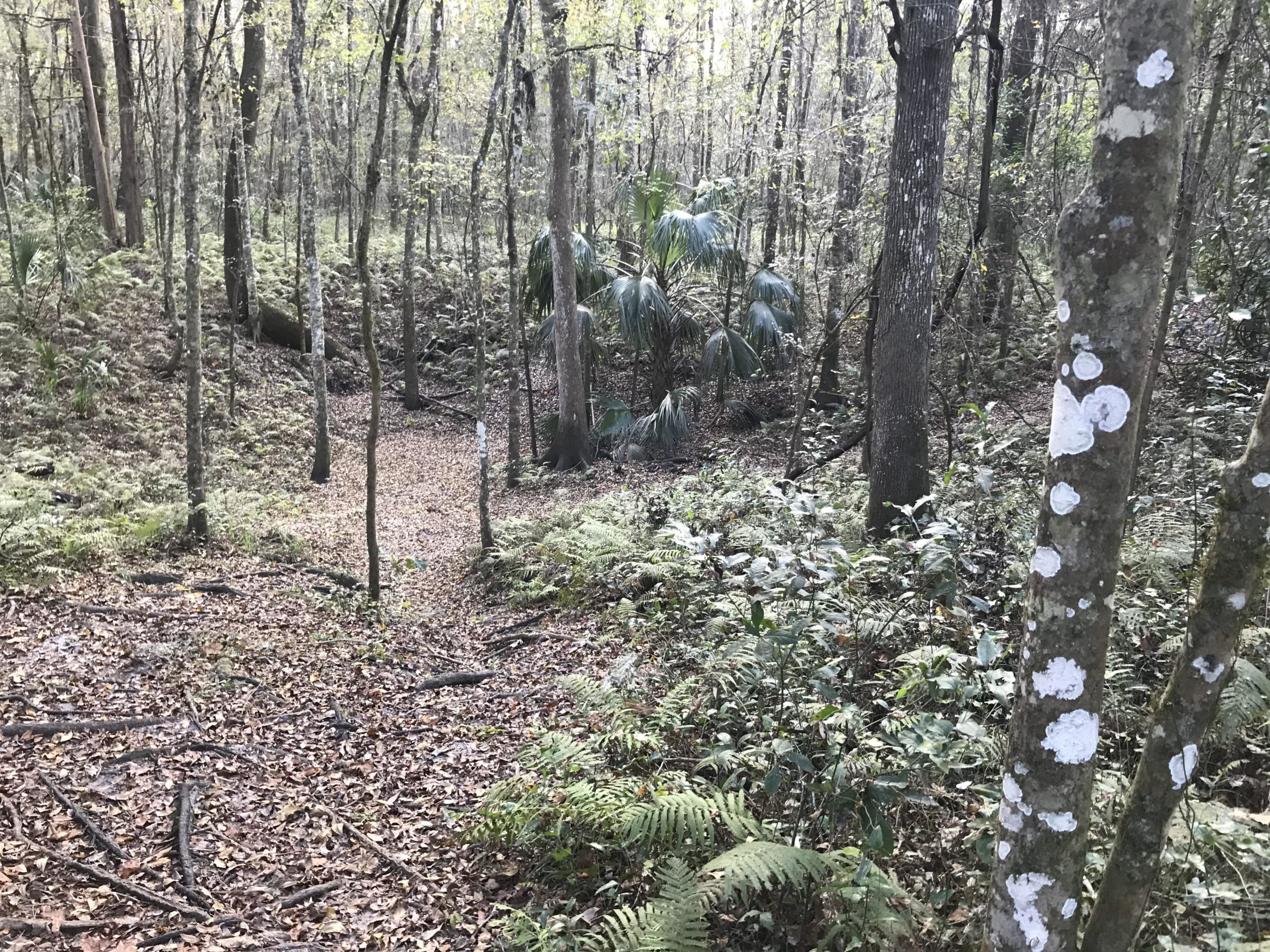 A serene forest scene featuring tall trees with sparse leaves, a leaf-covered ground, and ferns lining the path. A small depression in the terrain is visible in the center, surrounded by underbrush and a few palm-like plants, creating a peaceful, natural setting. The Rock Trail mountain bike trail.