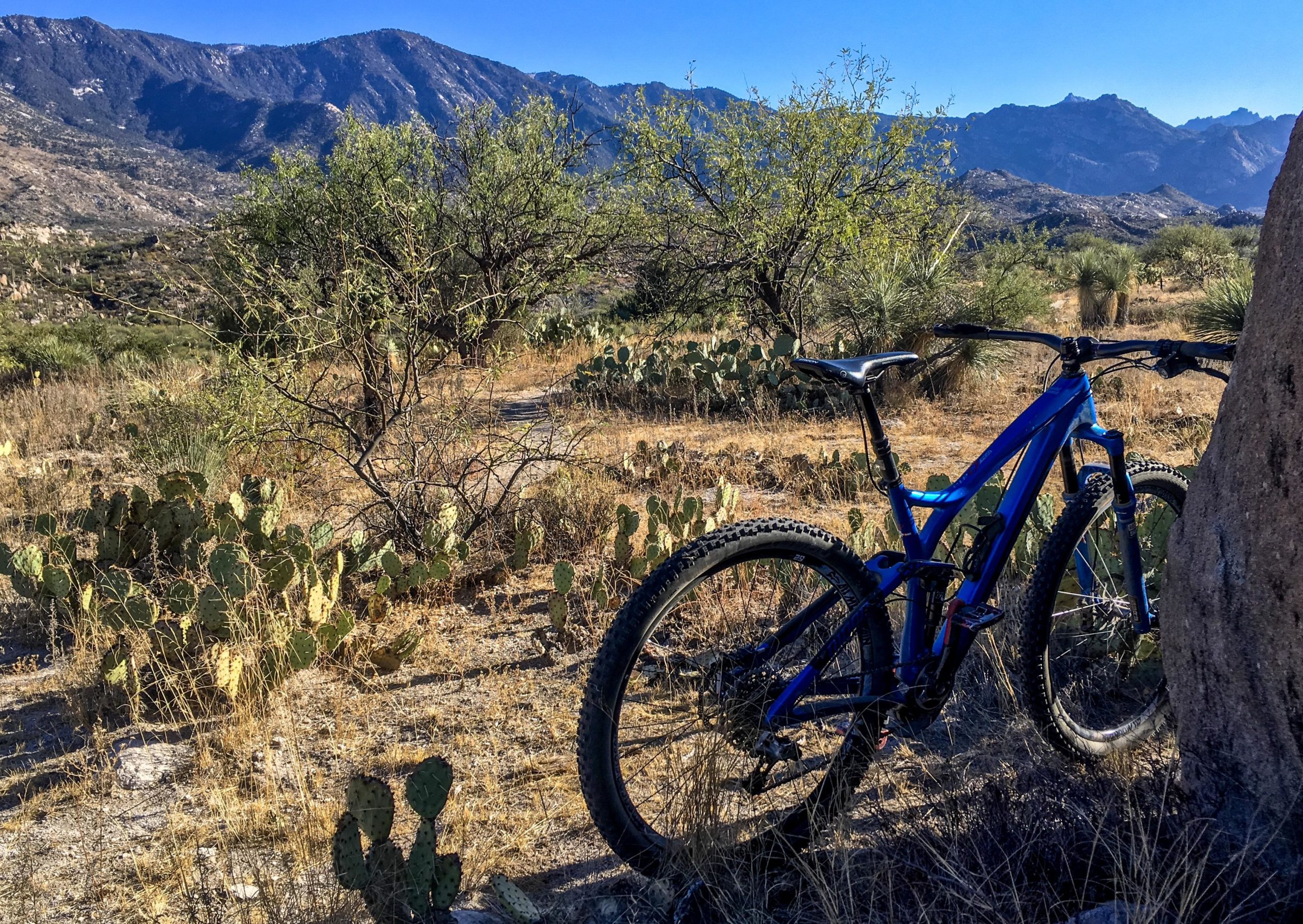 A blue mountain bike leaning against a rock in a desert landscape, surrounded by cacti and sparse vegetation with mountainous terrain in the background under a clear blue sky. 50-year Trail / Golder Ranch mountain bike trail.