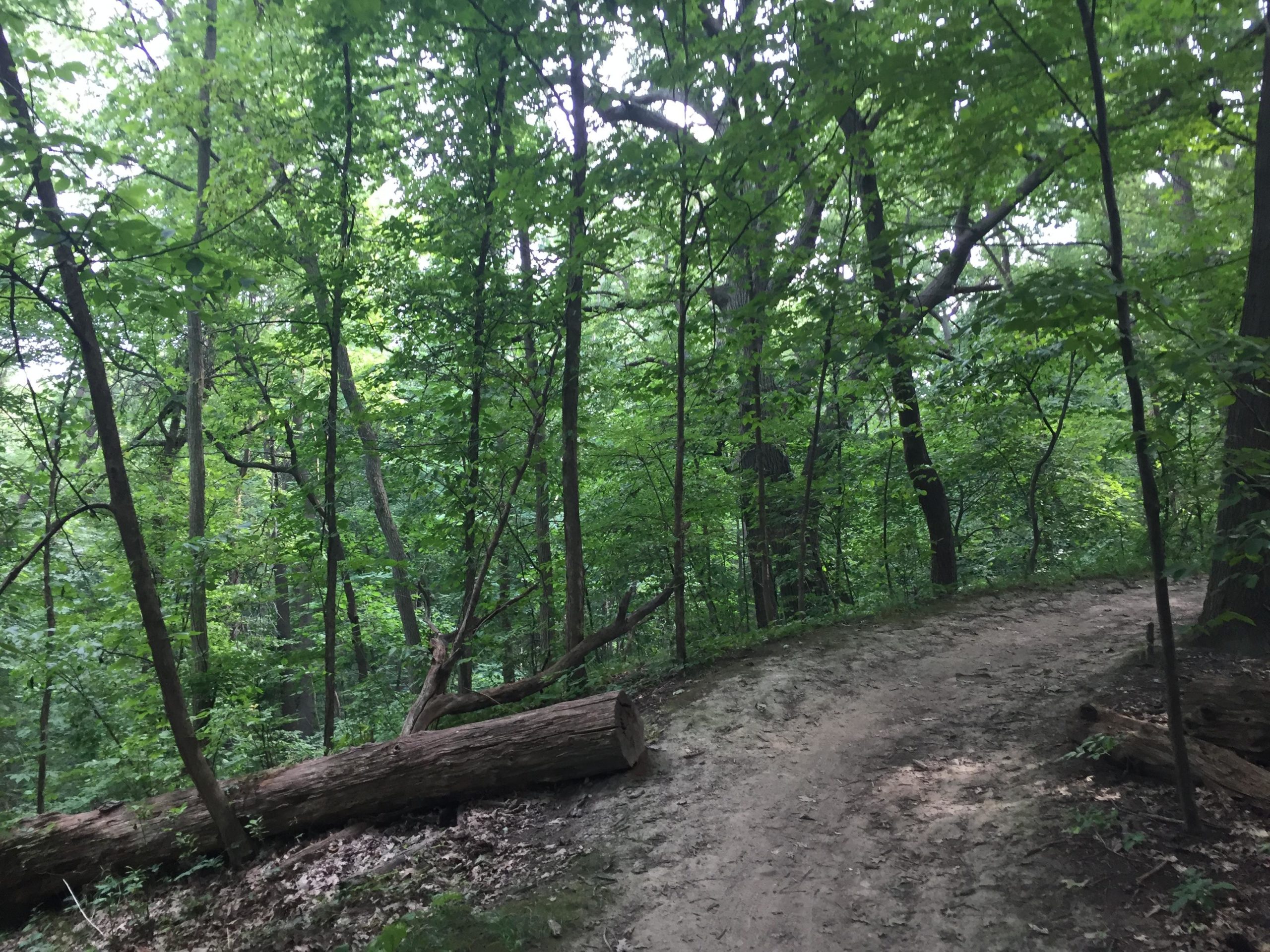 A peaceful forest pathway winding through lush greenery, featuring tall trees with vibrant leaves and a fallen log along the edge of the trail. The soft soil path curves gently, inviting exploration amidst the serene nature setting. Bloomer Park mountain bike trail.