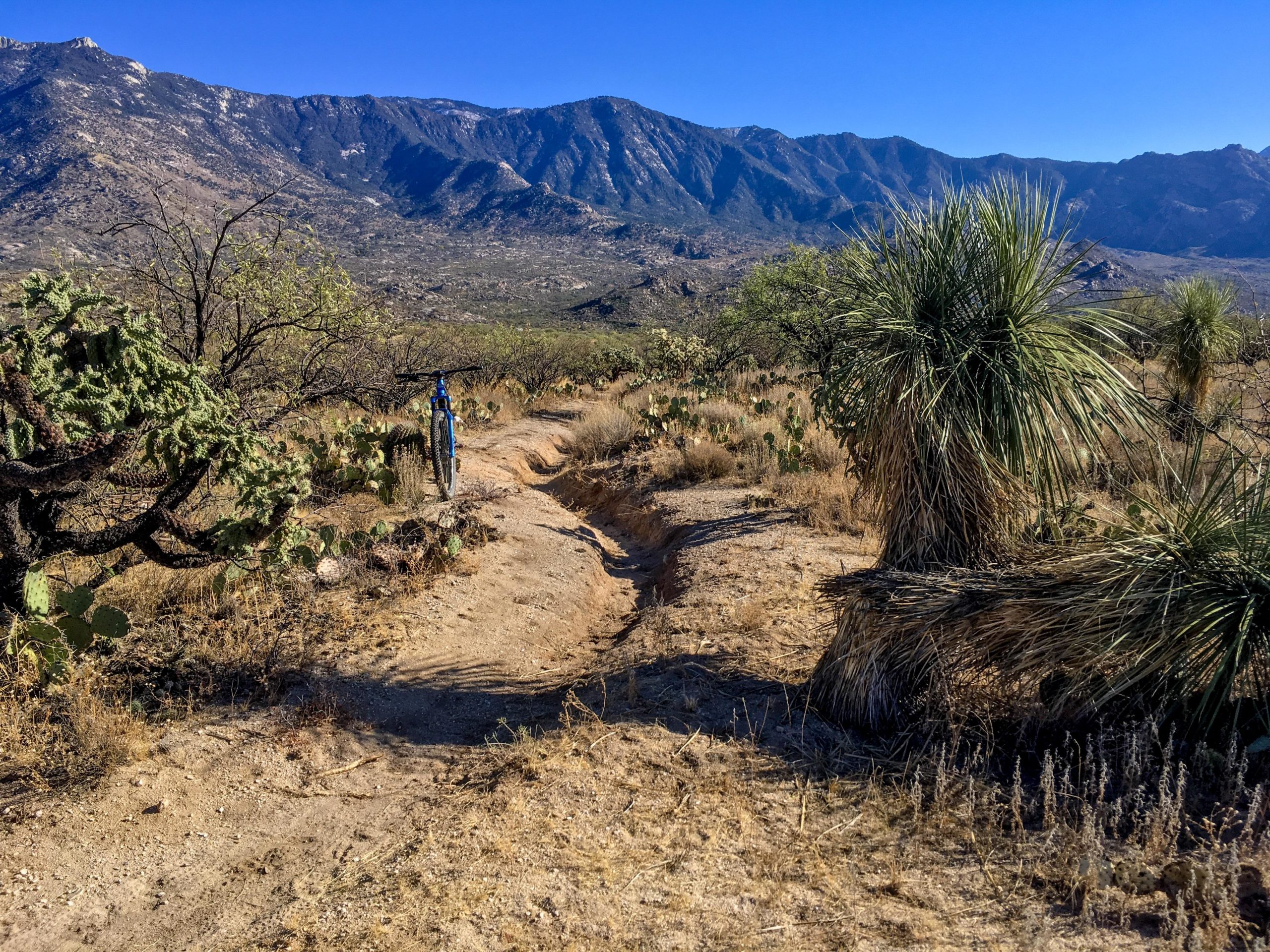 A scenic dirt path winding through a desert landscape, surrounded by cacti and brush, with mountains in the background under a clear blue sky. A blue mountain bike is parked alongside the path. 50-year Trail / Golder Ranch mountain bike trail.