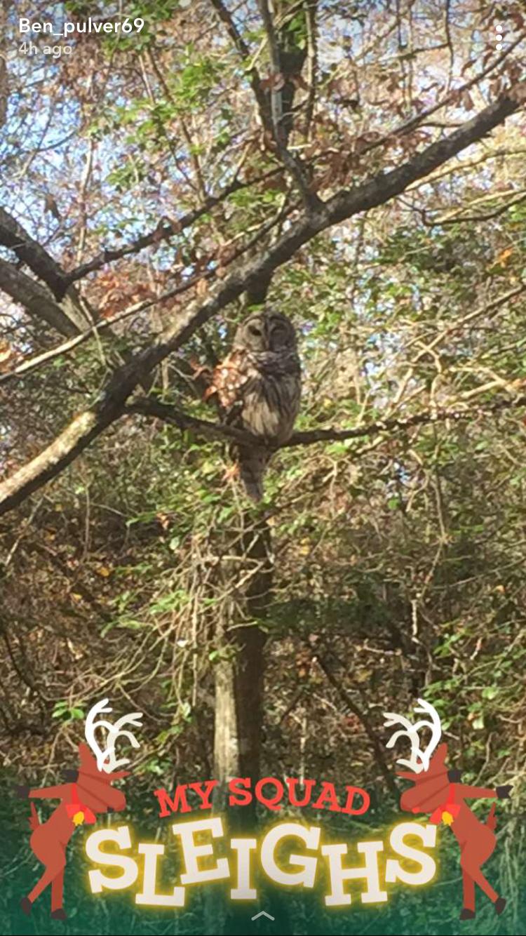 A brown and gray owl perched on a branch, surrounded by trees and greenery. The background features autumn foliage, and decorative text at the bottom reads "MY SQUAD SLEIGHS" with festive illustrations of reindeer. Brown's Creek Nature Park mountain bike trail.