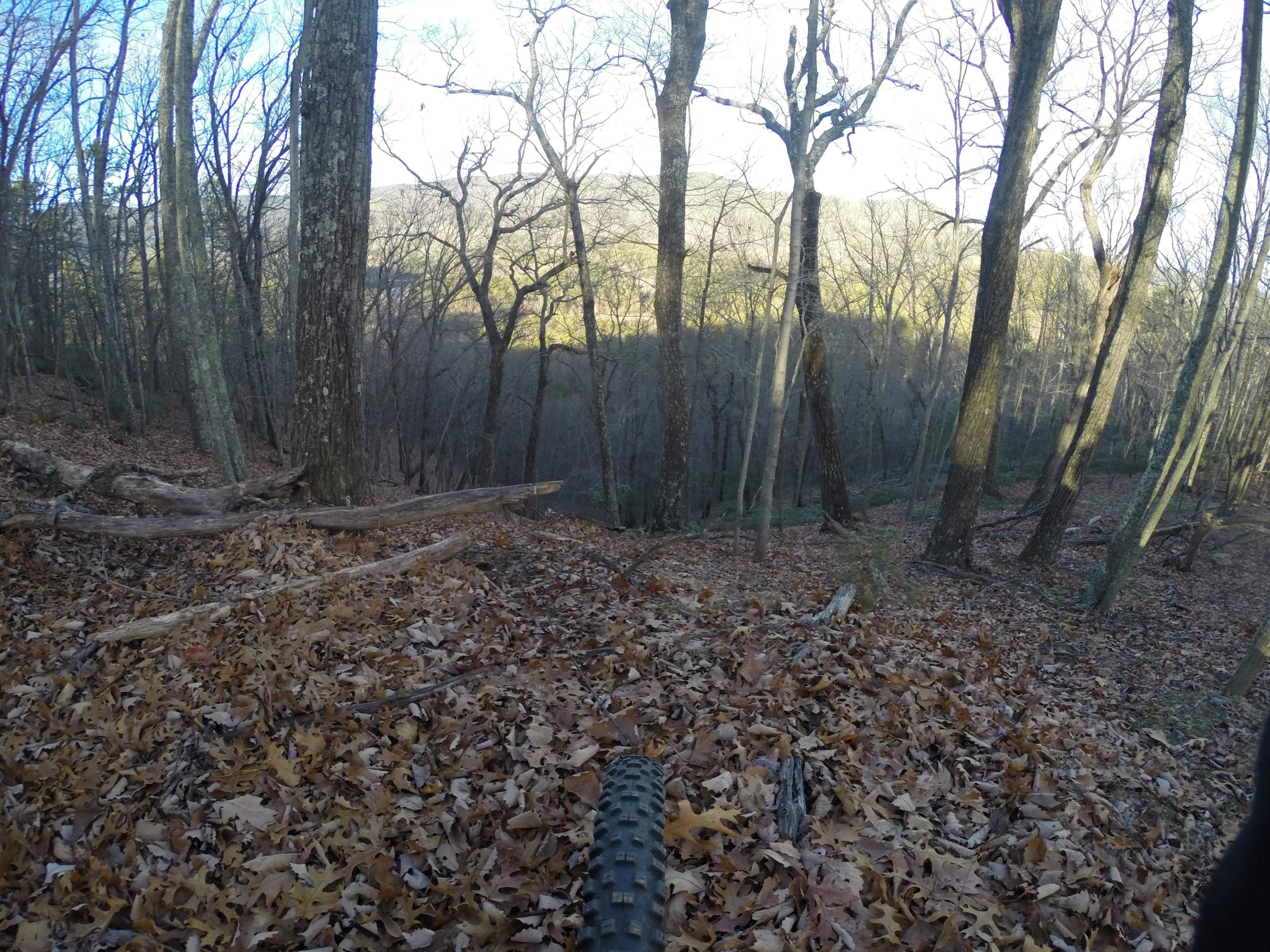A forested landscape during autumn, featuring tall, bare trees surrounded by a carpet of fallen leaves. In the foreground, the tire of a mountain bike is visible, hinting at a trail that descends into the wooded area. The background reveals a hill, partially obscured by the trees, under a clear sky. Carvin's Cove Trail system mountain bike trail.