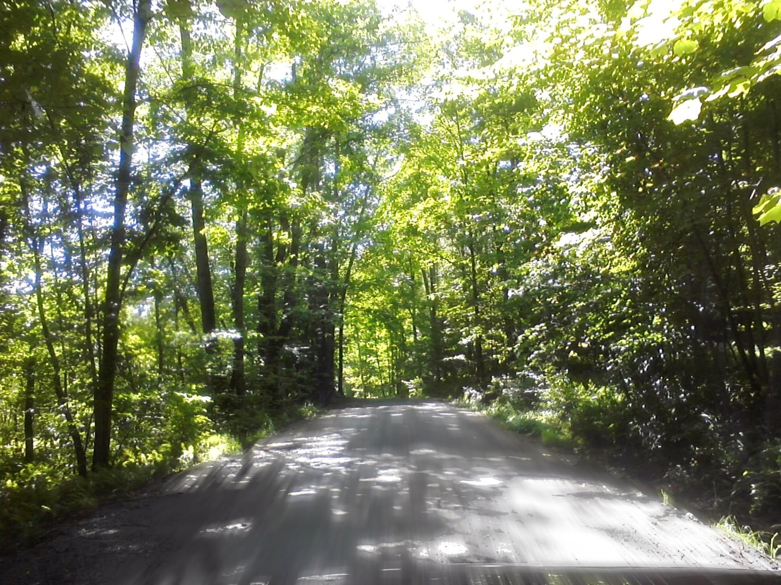 A sunlit dirt road winding through a lush green forest, surrounded by tall trees and vibrant foliage. The scene conveys a peaceful, natural environment with dappled sunlight filtering through the leaves. Adams Camp mountain bike trail.