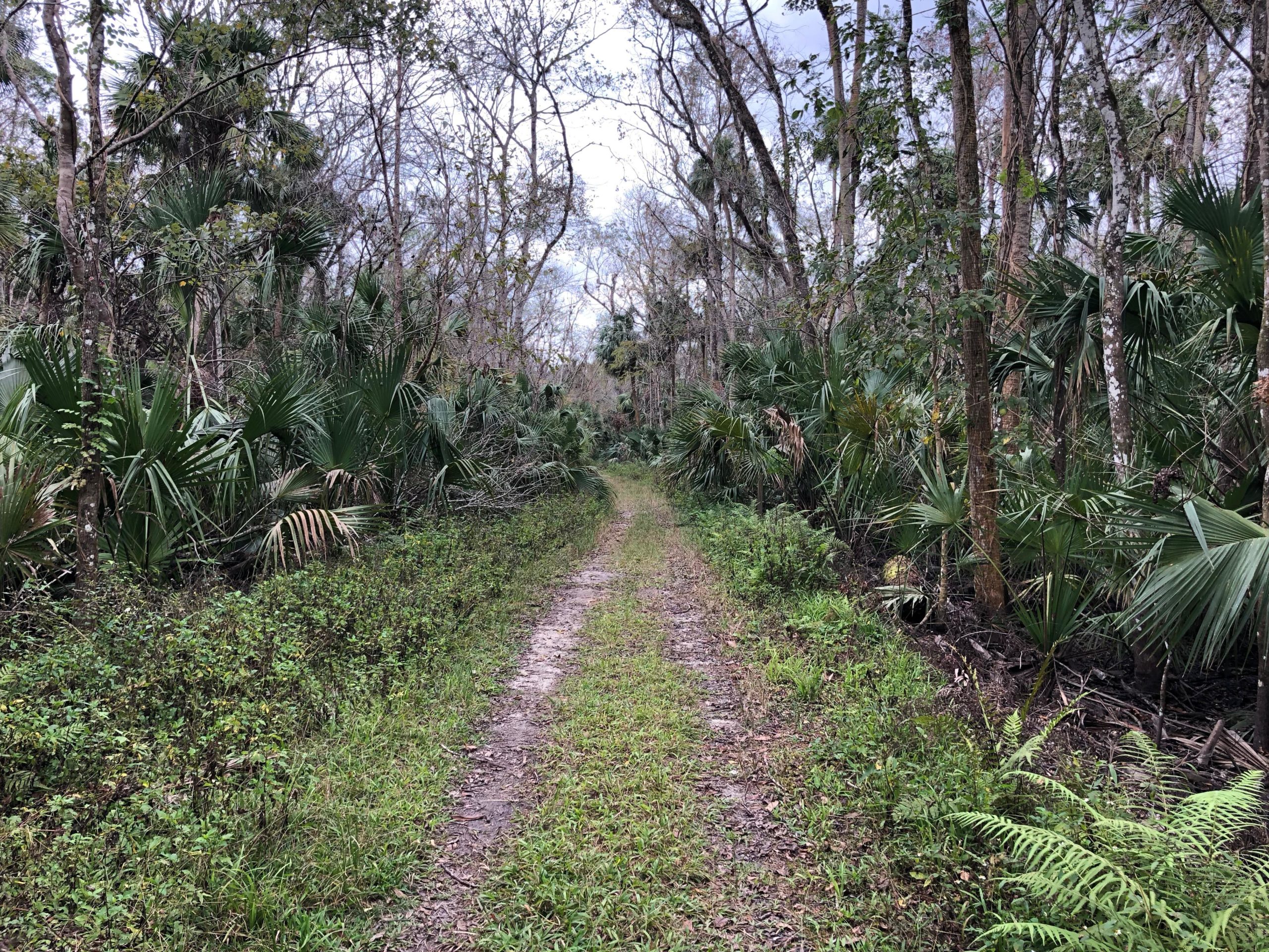 A narrow dirt path winding through a dense forest with various types of trees and lush green undergrowth, including ferns and palm-like plants, under a cloudy sky. Environmental Center mountain bike trail.