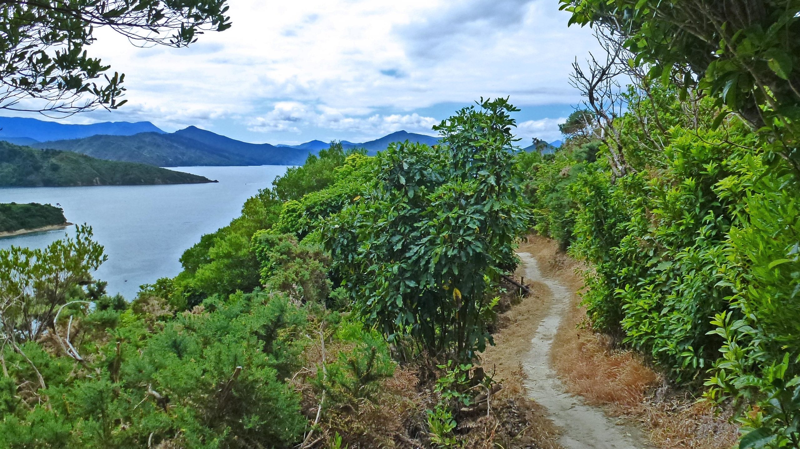 A winding dirt path surrounded by lush greenery leads along a coastal landscape, with calm waters stretching into the distance. The scene is framed by rolling hills and mountains under a partly cloudy sky. Picton Trails mountain bike trail.