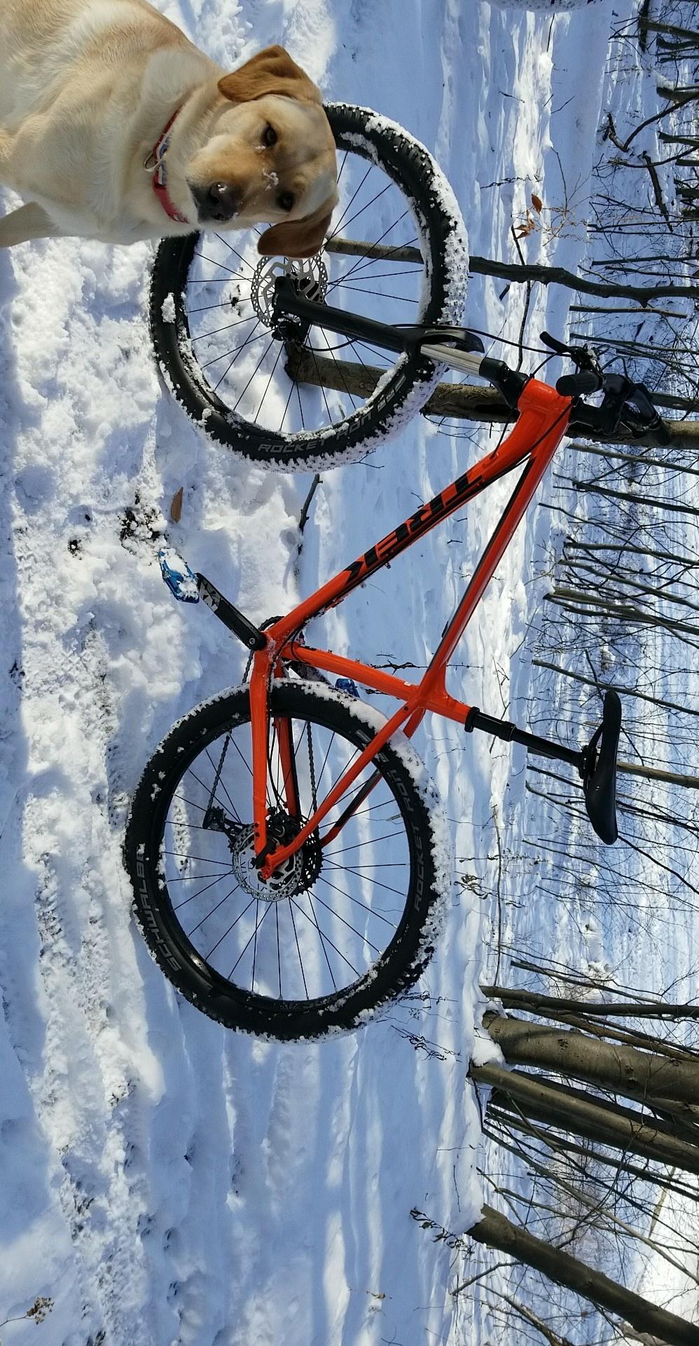 Trek Roscoe 8: A golden retriever stands beside a bright orange mountain bike resting in a snowy landscape, surrounded by bare trees. The ground is covered in fresh snow, and the bike features wide tires designed for winter riding.