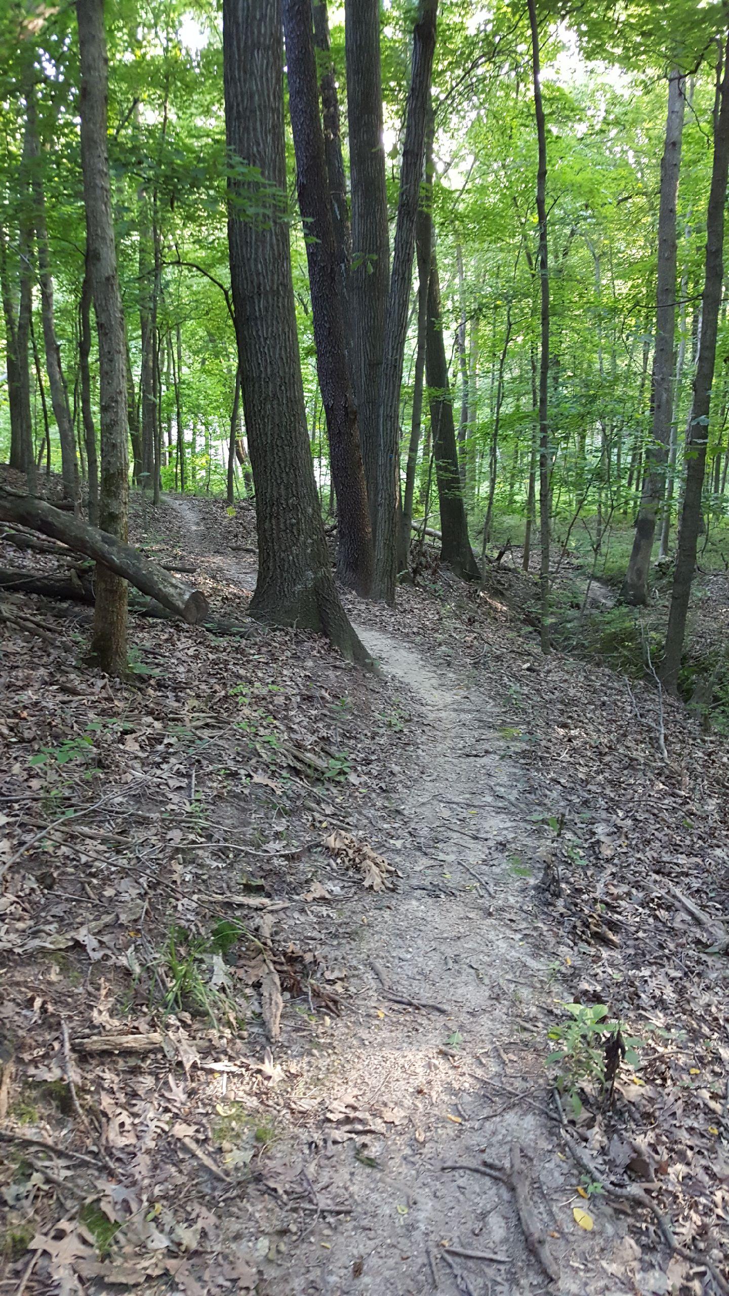 A narrow dirt path winding through a lush green forest, surrounded by tall trees and scattered leaves on the ground. Sunlight filters through the canopy, illuminating sections of the trail. General Dacy Mountain Bike Extension mountain bike trail.