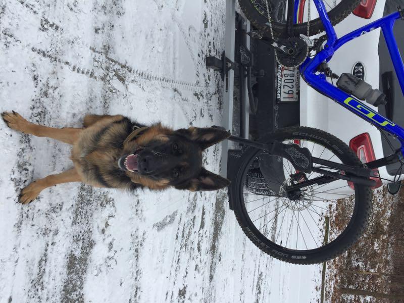 A German Shepherd dog sitting on a snowy ground, looking up and smiling. A blue bicycle is visible in the background, leaning against a vehicle. The scene is set in a winter landscape, with tire tracks in the snow. Schaeffer Farms mountain bike trail.