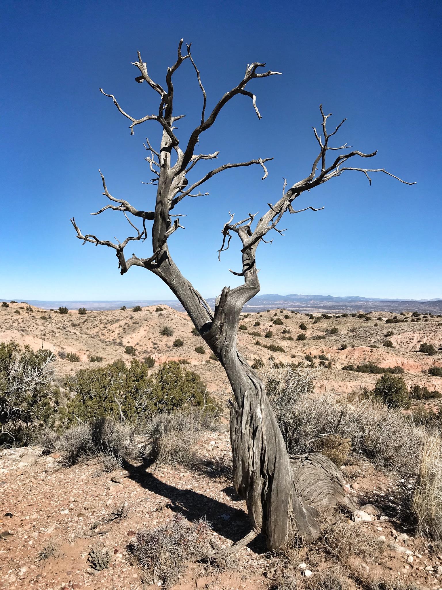 A gnarled and weathered tree stands against a clear blue sky, its twisted branches reaching out in various directions. The tree is set amidst a dry, sandy landscape dotted with shrubs and distant hills, creating a stark yet beautiful contrast between the tree and the expansive terrain. Mariposa Fat Bike Trails mountain bike trail.