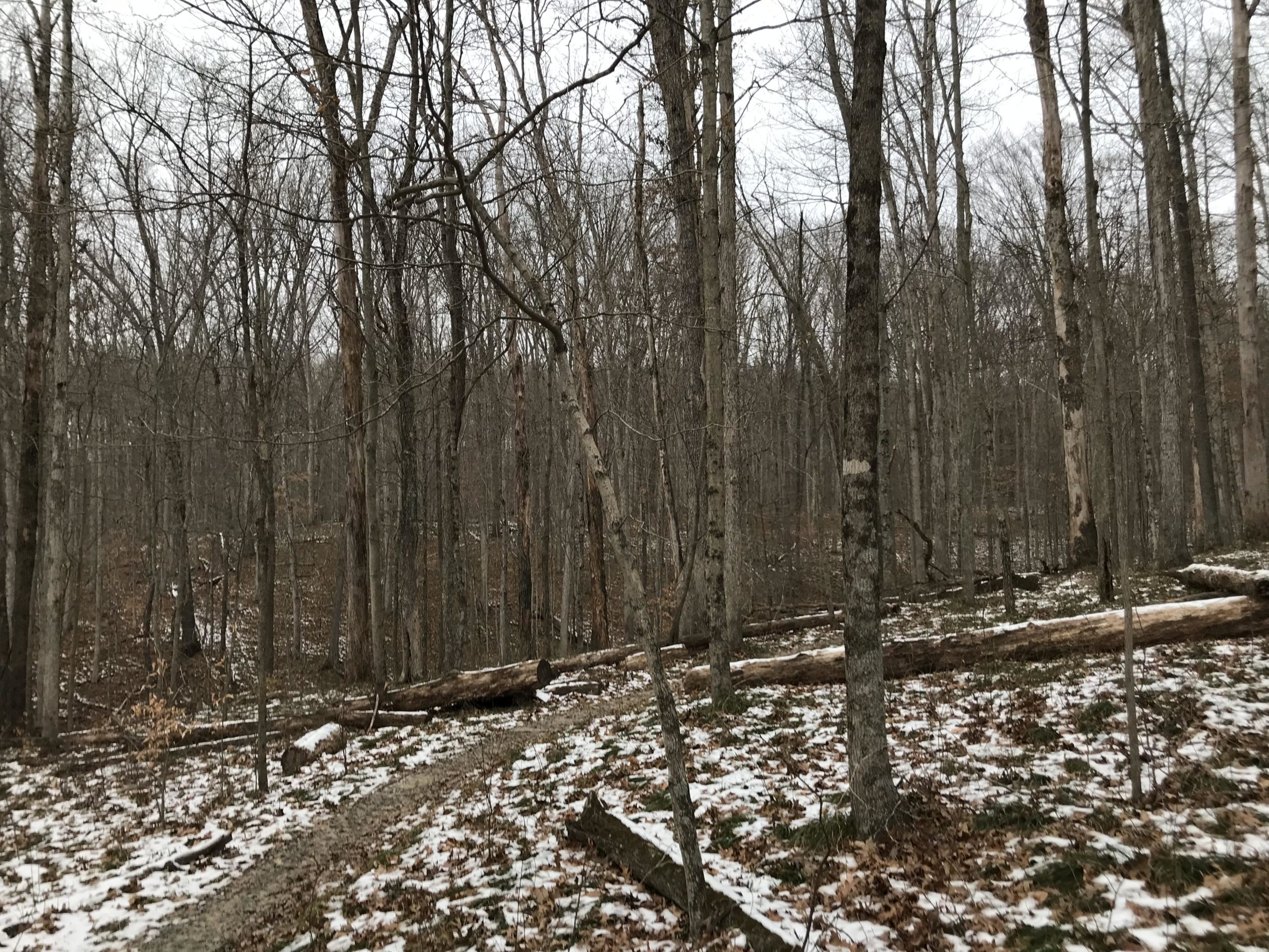 A winter forest scene featuring bare trees and a snowy ground. A winding path is visible, leading through the woods, with fallen logs and scattered leaves on the forest floor. Overcast skies create a muted lighting effect. Brown County Park mountain bike trail.