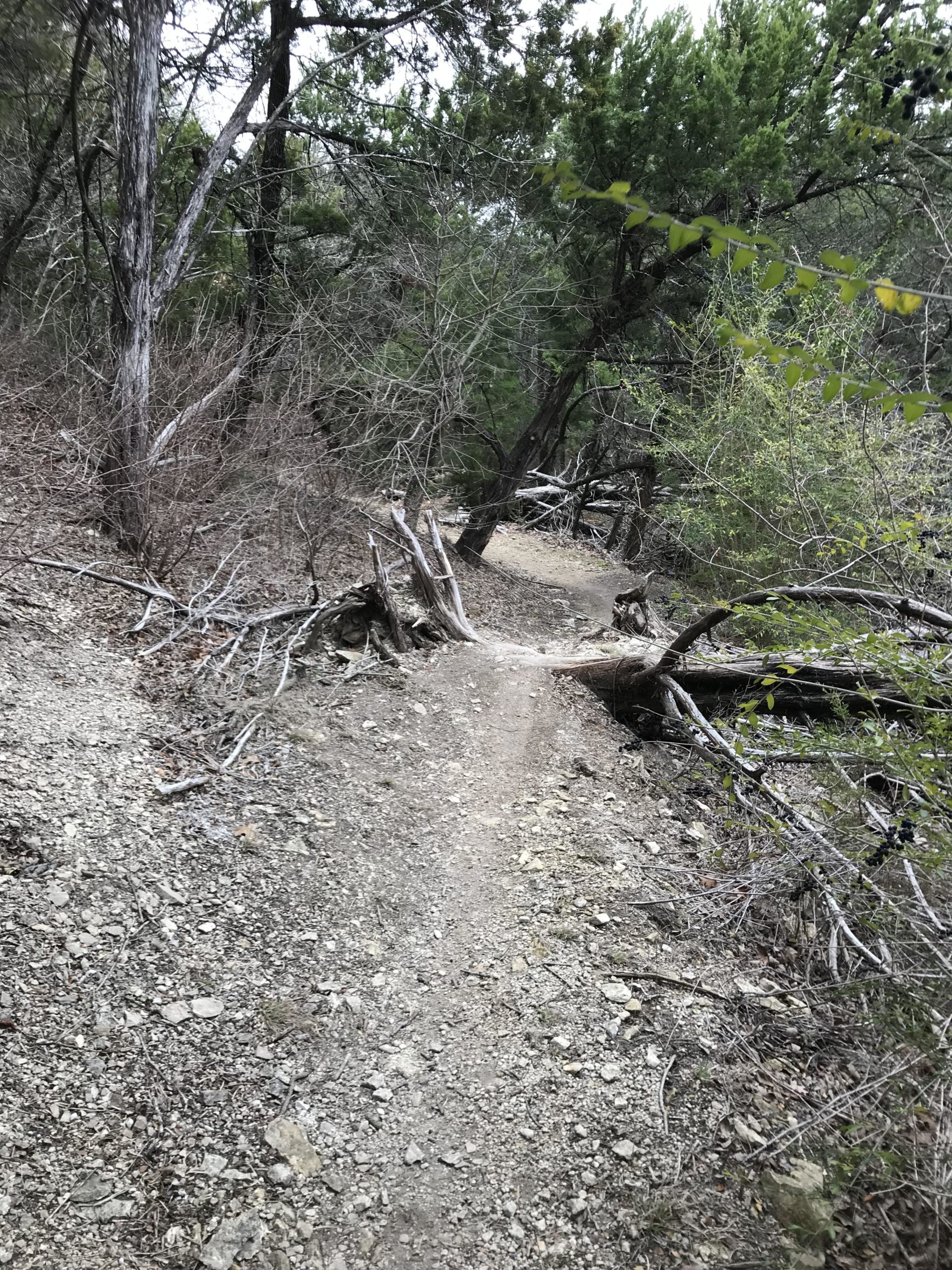 A narrow dirt trail meanders through a wooded area, surrounded by various trees and underbrush. Fallen branches and scattered stones line the path, which appears to be lightly worn from foot traffic. The environment is lush but has a slightly wild and untamed appearance. Big Cedar Wilderness Trails mountain bike trail.