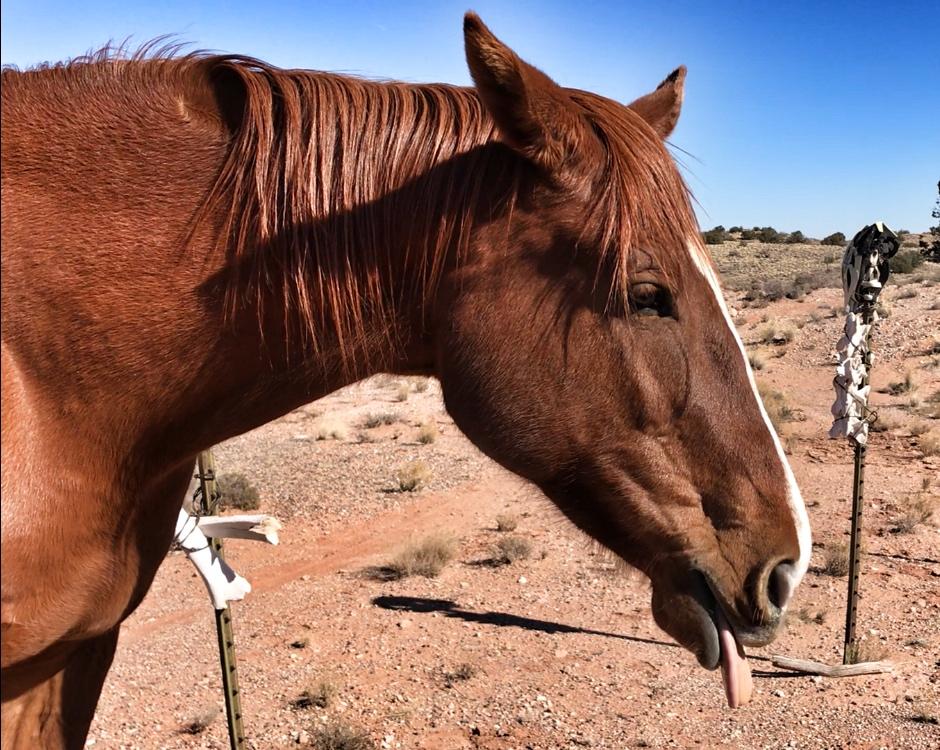 A close-up of a chestnut horse sticking its tongue out, with a clear blue sky and a desert landscape in the background. There is a pole with white fabric attached in the distance. Mariposa Fat Bike Trails mountain bike trail.