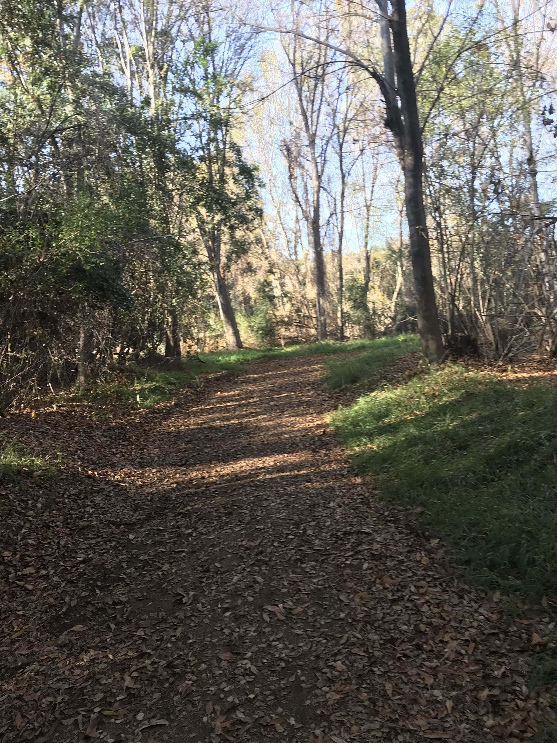 A dirt path winding through a wooded area, surrounded by trees with sparse leaves and patches of green grass on the sides. Sunlight filters through the branches, illuminating the trail covered with fallen leaves. Frank G. Bonelli Regional Park mountain bike trail.