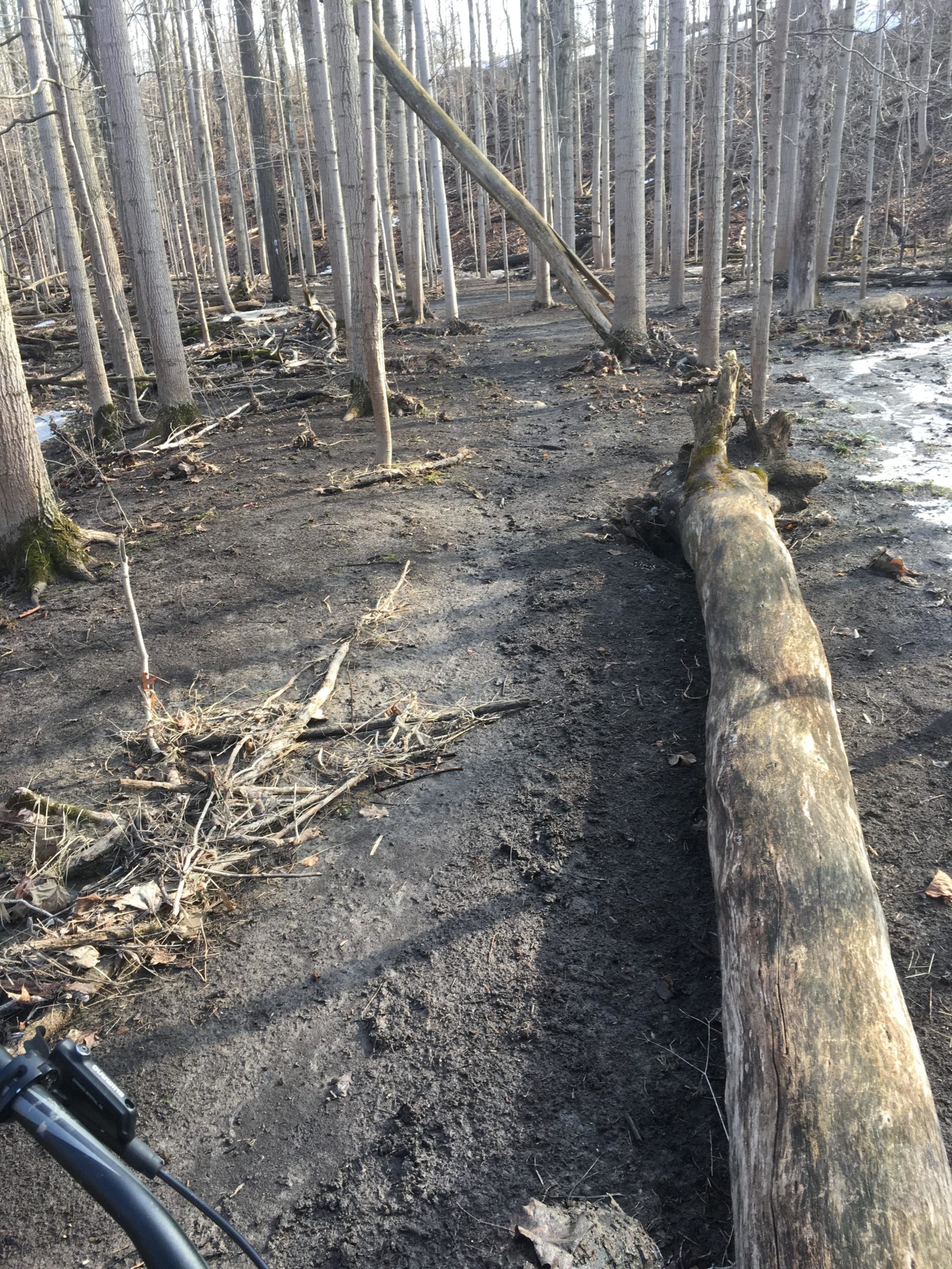 Alt tag: A pathway in a forest scene with tall, bare trees, a fallen log, and scattered debris on the ground. The landscape appears dry, with patches of exposed soil and remnants of previous vegetation. Elgin Trail mountain bike trail.