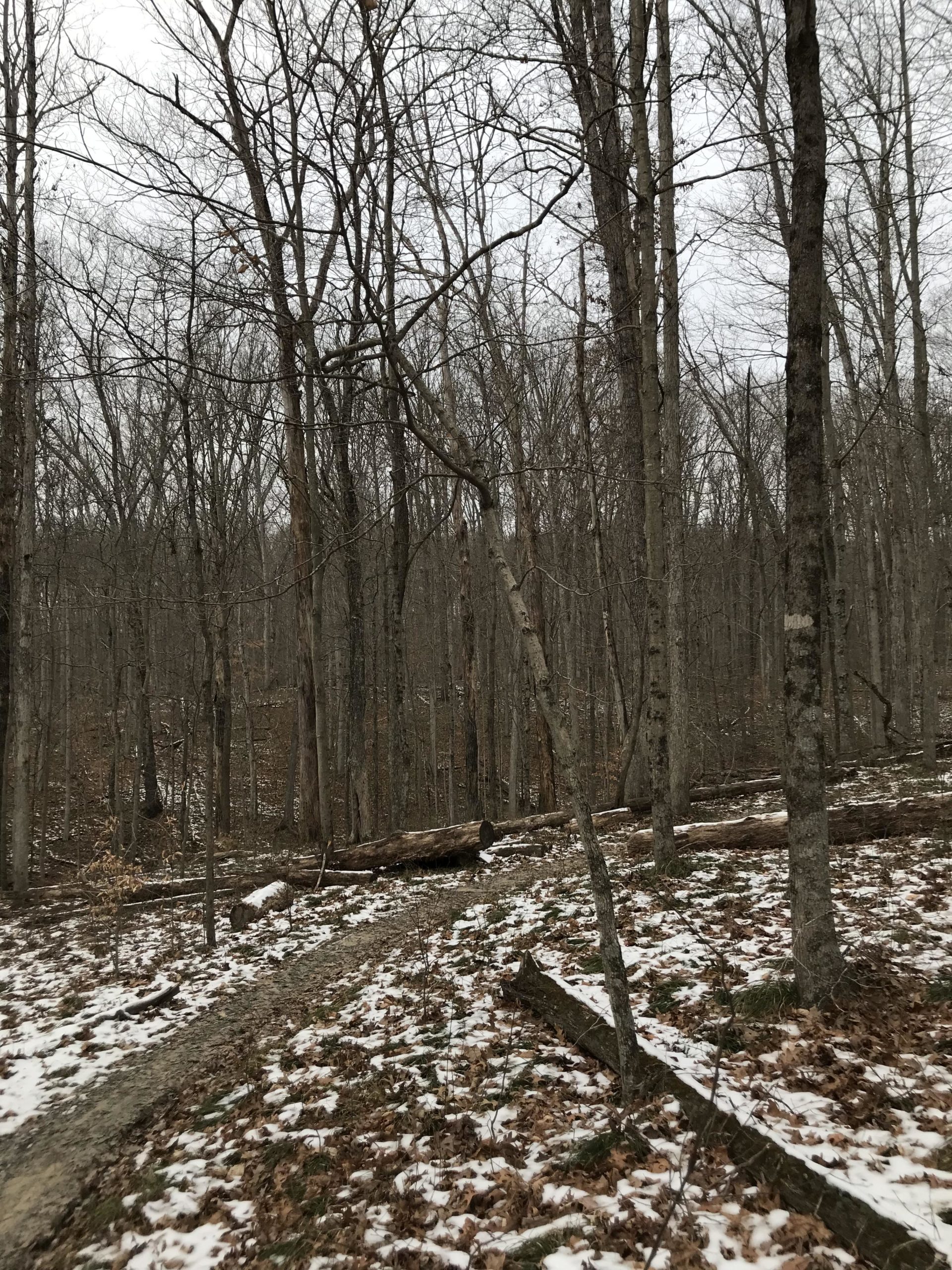 A forest scene during late autumn or early winter, featuring bare trees with sparse branches against a cloudy sky. The ground is covered with a mixture of fallen leaves and patches of snow, and a winding dirt path leads through the woods. Fallen logs are visible on the forest floor. Brown County Park mountain bike trail.