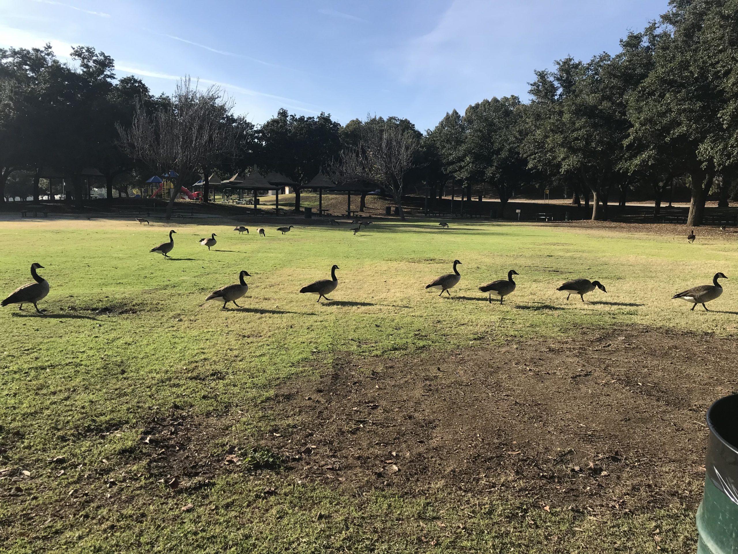 A group of geese walking across a grassy park area, with trees and a playground visible in the background under a clear blue sky. Frank G. Bonelli Regional Park mountain bike trail.