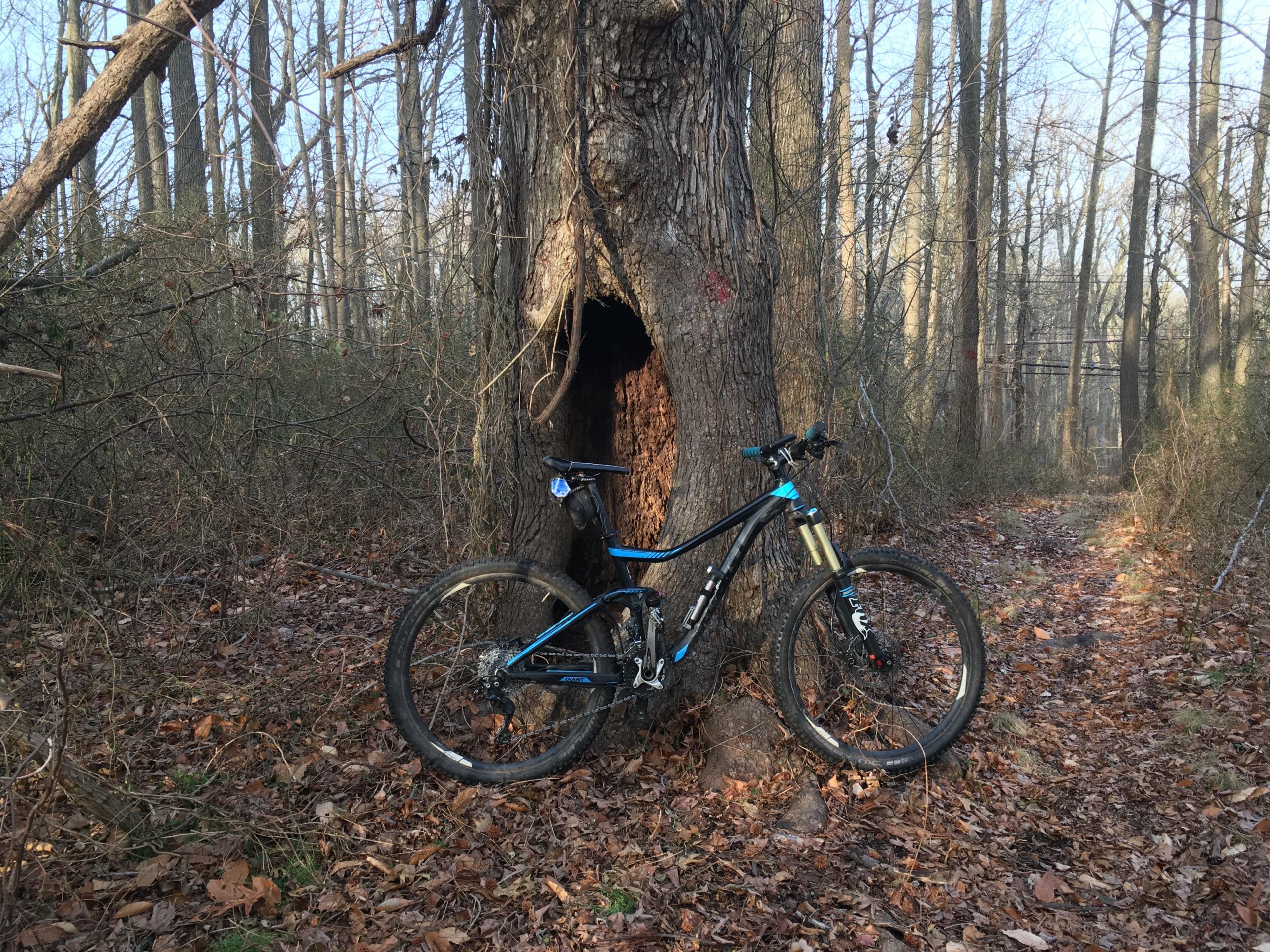 A mountain bike leaning against a hollow tree in a wooded area with a dirt path visible in the background, surrounded by fallen leaves and bare trees. Wolfes Pond park mountain bike trail.