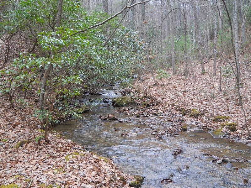A serene forest scene featuring a gently flowing creek surrounded by lush greenery and scattered fallen leaves. The landscape includes trees on both sides, creating a peaceful, natural environment. Etowah River Trail mountain bike trail.